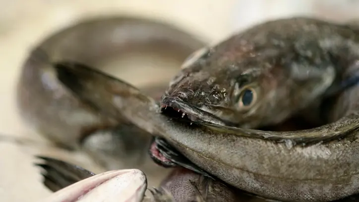 Man who left decapitated eels in neighbour’s letterbox fails to overturn conviction