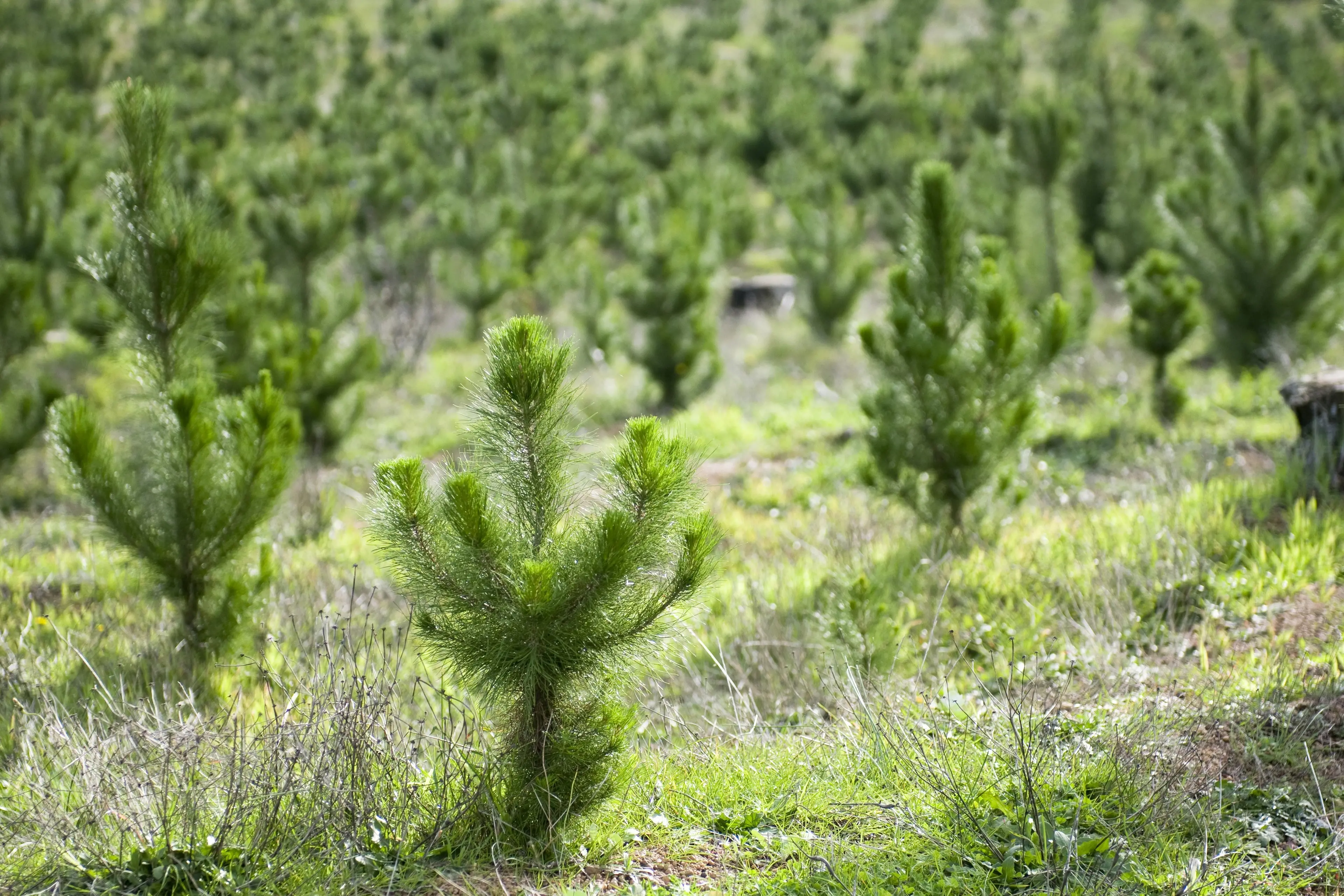 Rows of recently planted young pine trees. Photo: Allied Media files