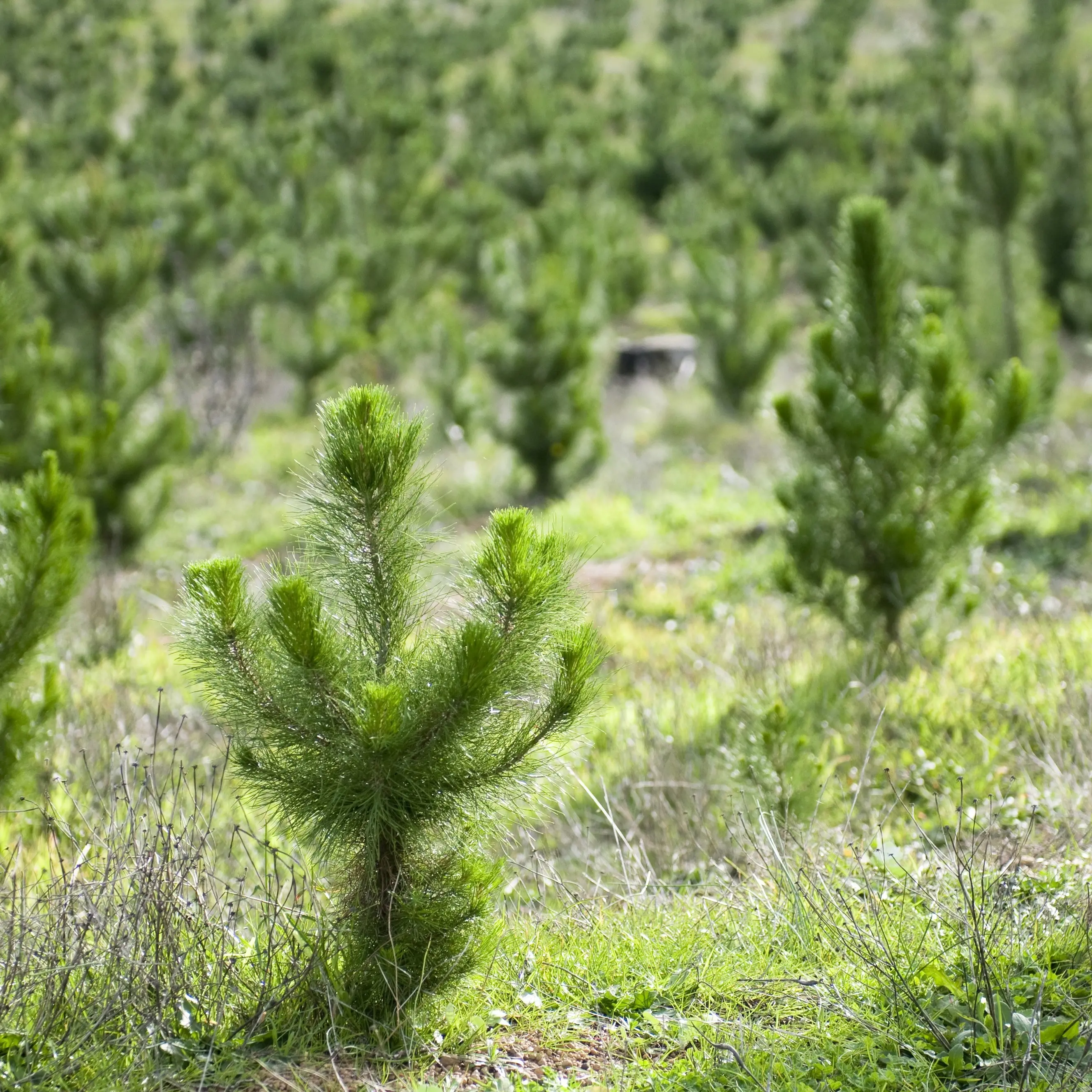 Southern forestry plantations sold to overseas investors