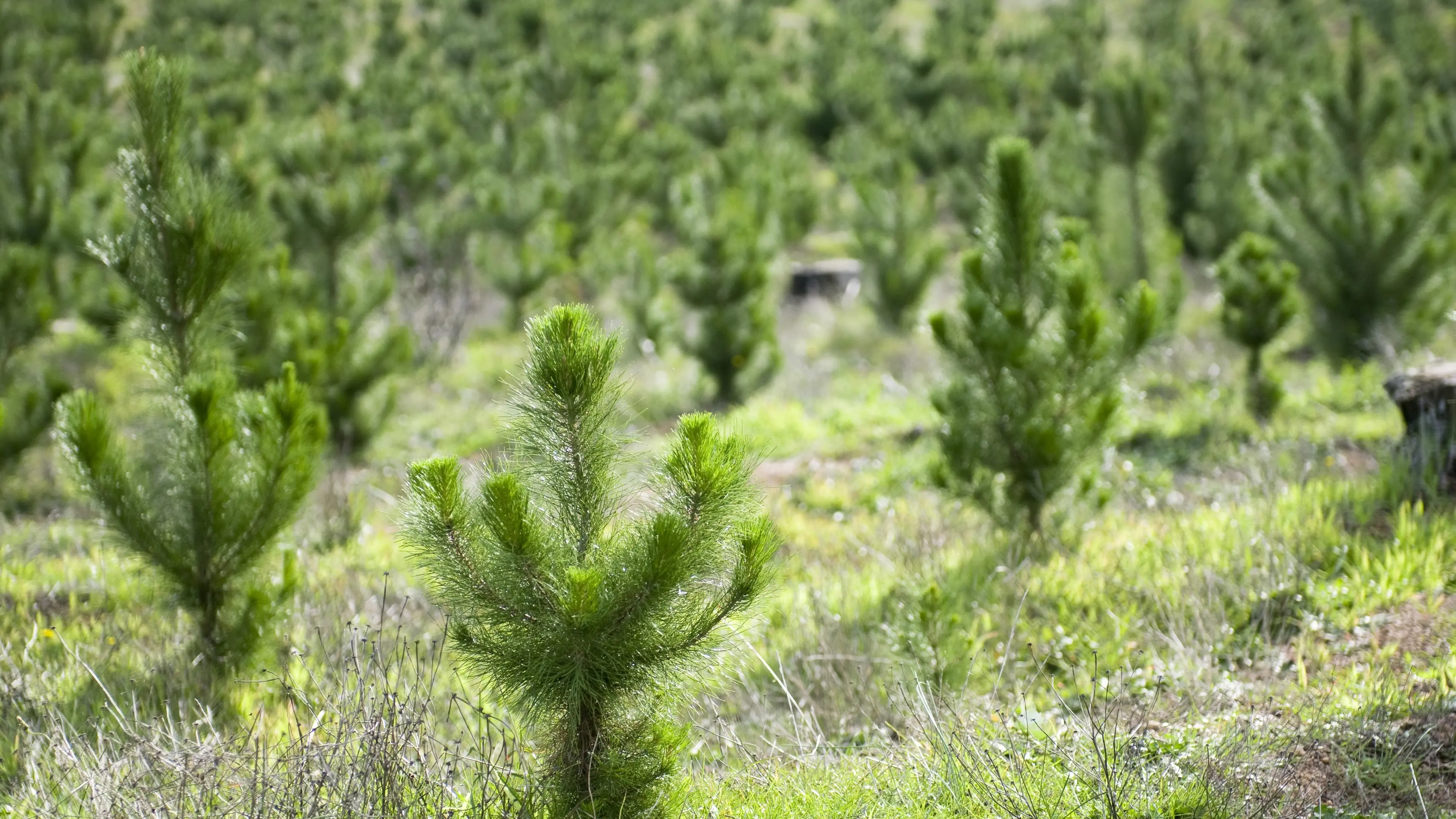 Southern forestry plantations sold to overseas investors