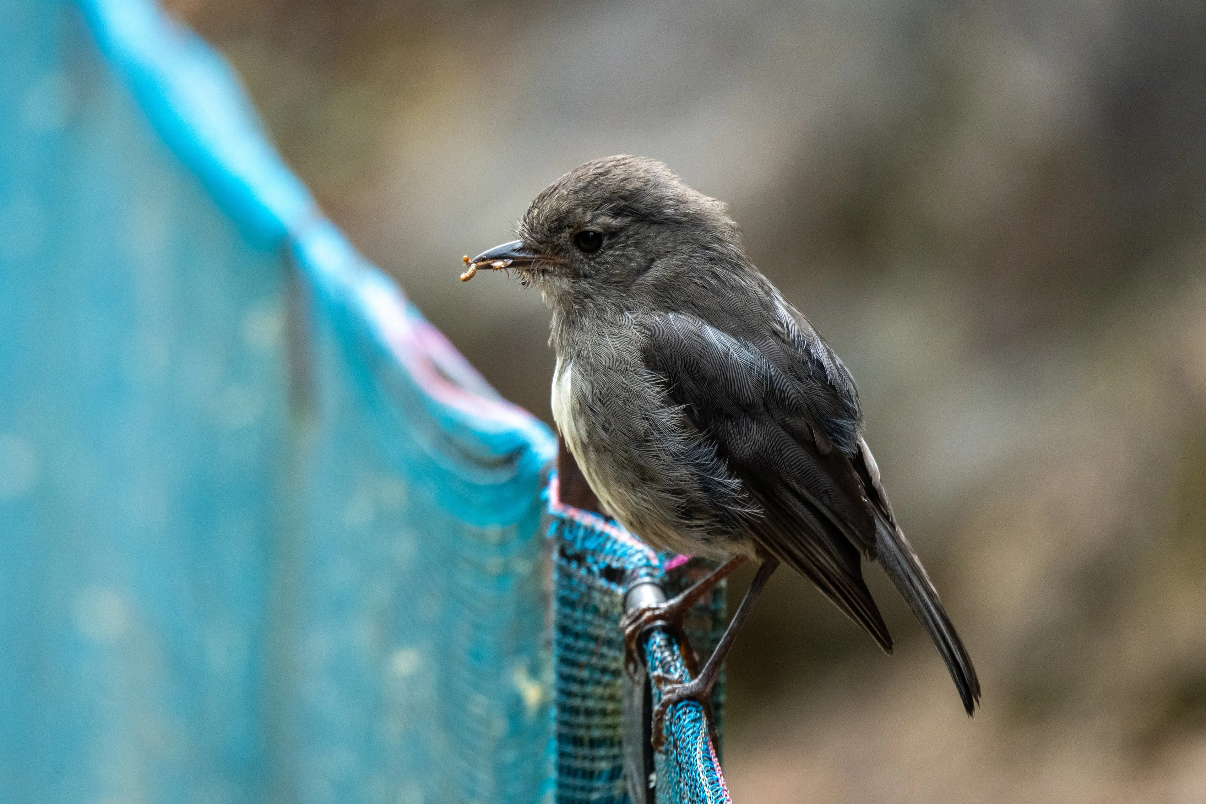 Adult kakaruai with a worm, perching on Orokonui\\'s kiwi creche fence. Photo: Taylor Davies-Colley