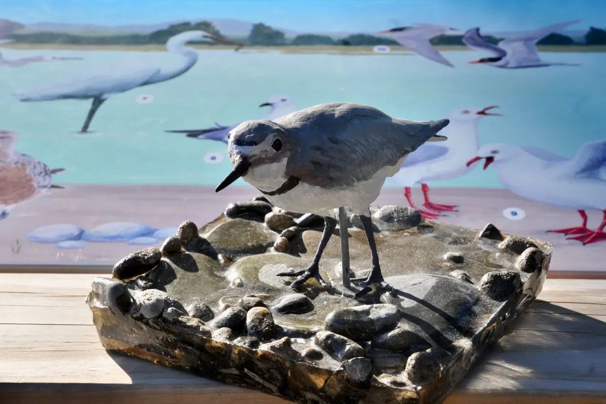 Iconic river bird\\u2026 a  three dimensional wrybill/ngutu pare along side the new panel, illustrating 20 of the  Ashley-Rakahuri river birds, which was unveiled at the Ashley-Rakahuri estuary last Sunday during a Welcome the Birds event. PHOTO: SHELLEY TOPP