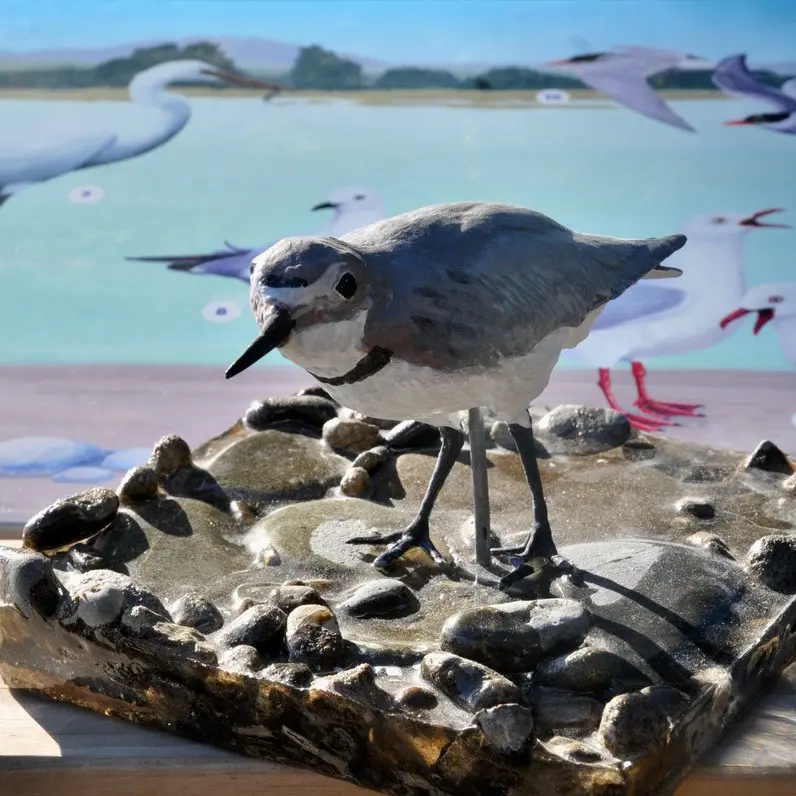Birds attract big crowd