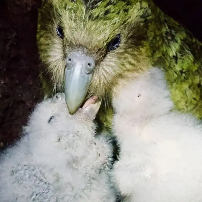 Delight as kākāpō population soars to 325