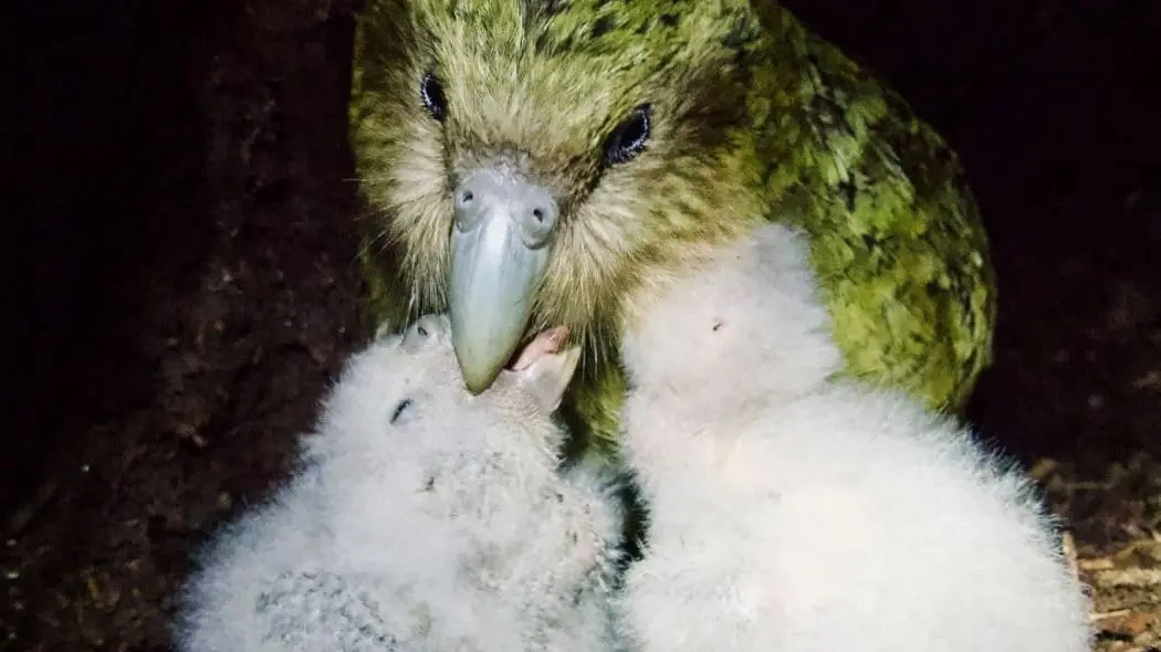 Delight as kākāpō population soars to 325