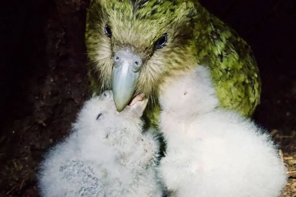 K\\u0101k\\u0101p\\u014D chicks Tiwhiri-A3 & Tiwhiri-A4 in the nest with their mother, in this March 2026 file photo. Photo: Maddy Whittaker / DOC