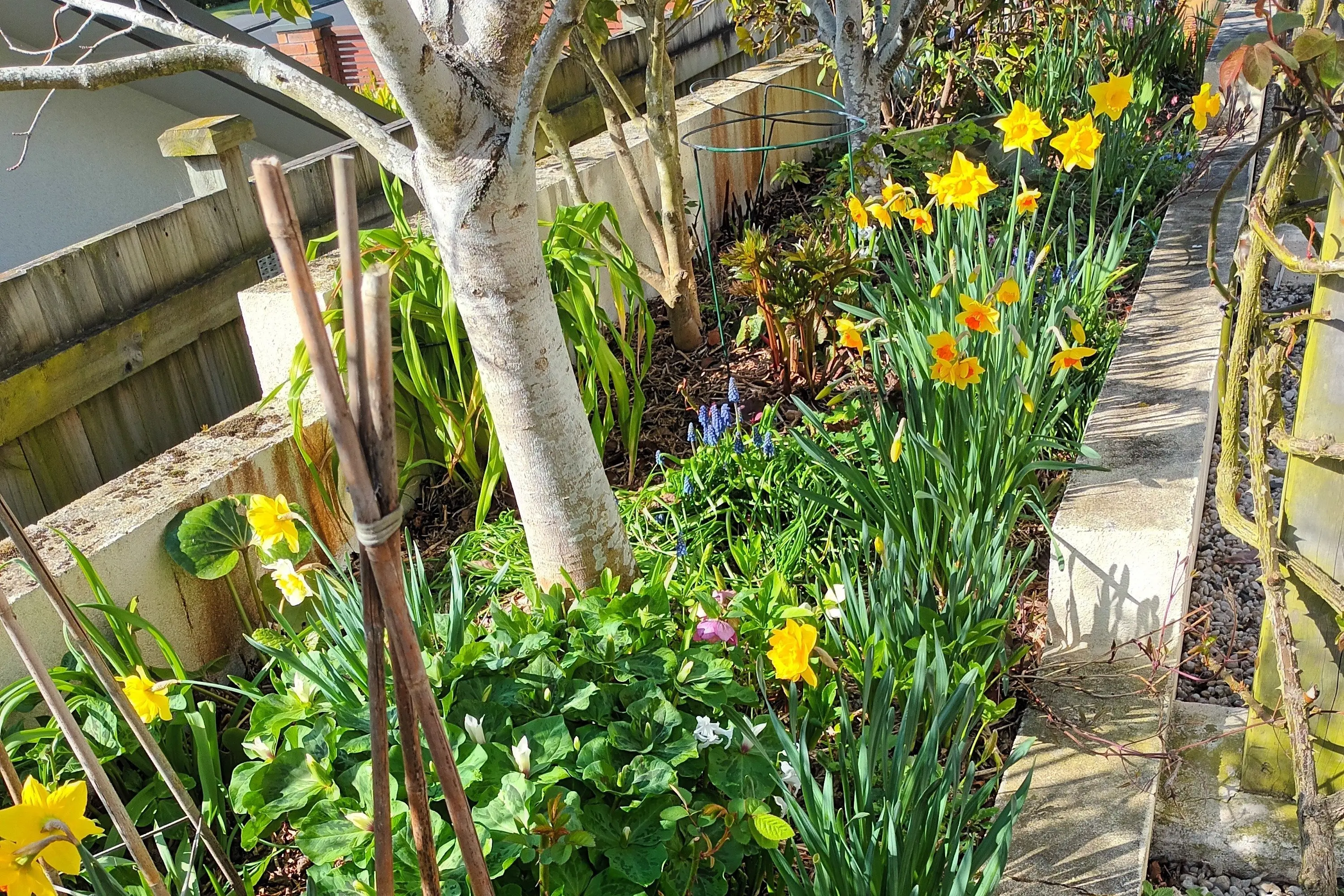 The flowers are blooming in the garden of Outram Spring Flower Show convener Jan McKinley ahead of the show next Friday, September 11, at West Taieri Rugby Club. Photo: Supplied