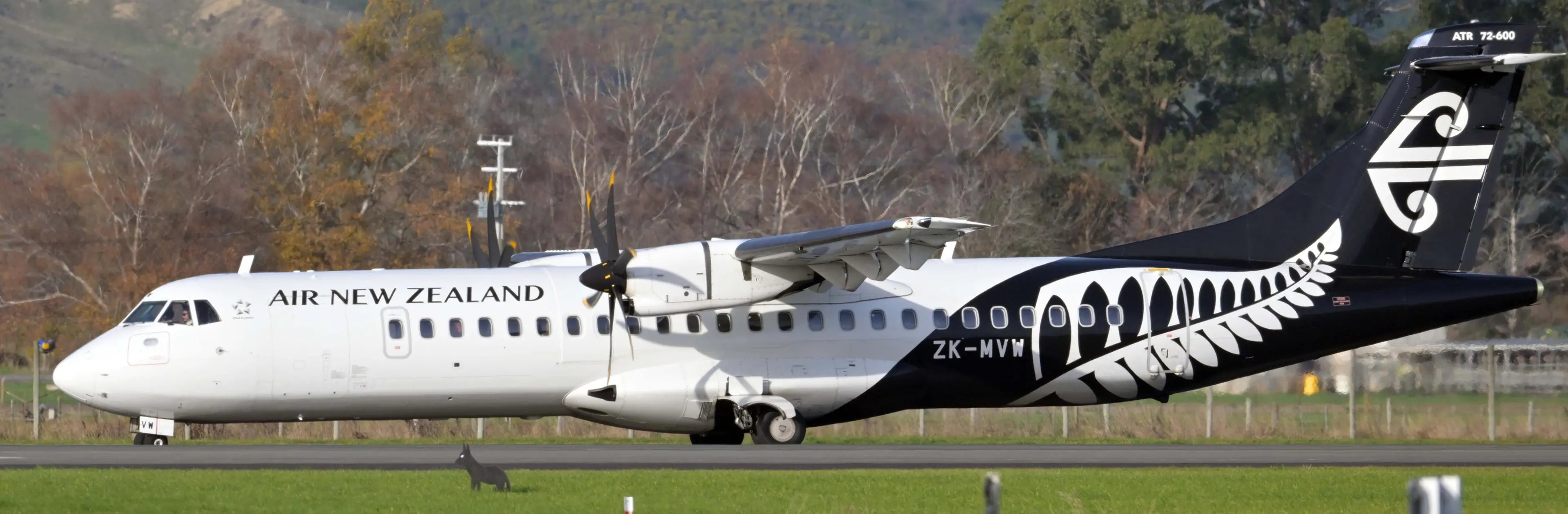 An Air New Zealand ATR-72 taxis past a decoy coyote at Dunedin Airport yesterday morning.