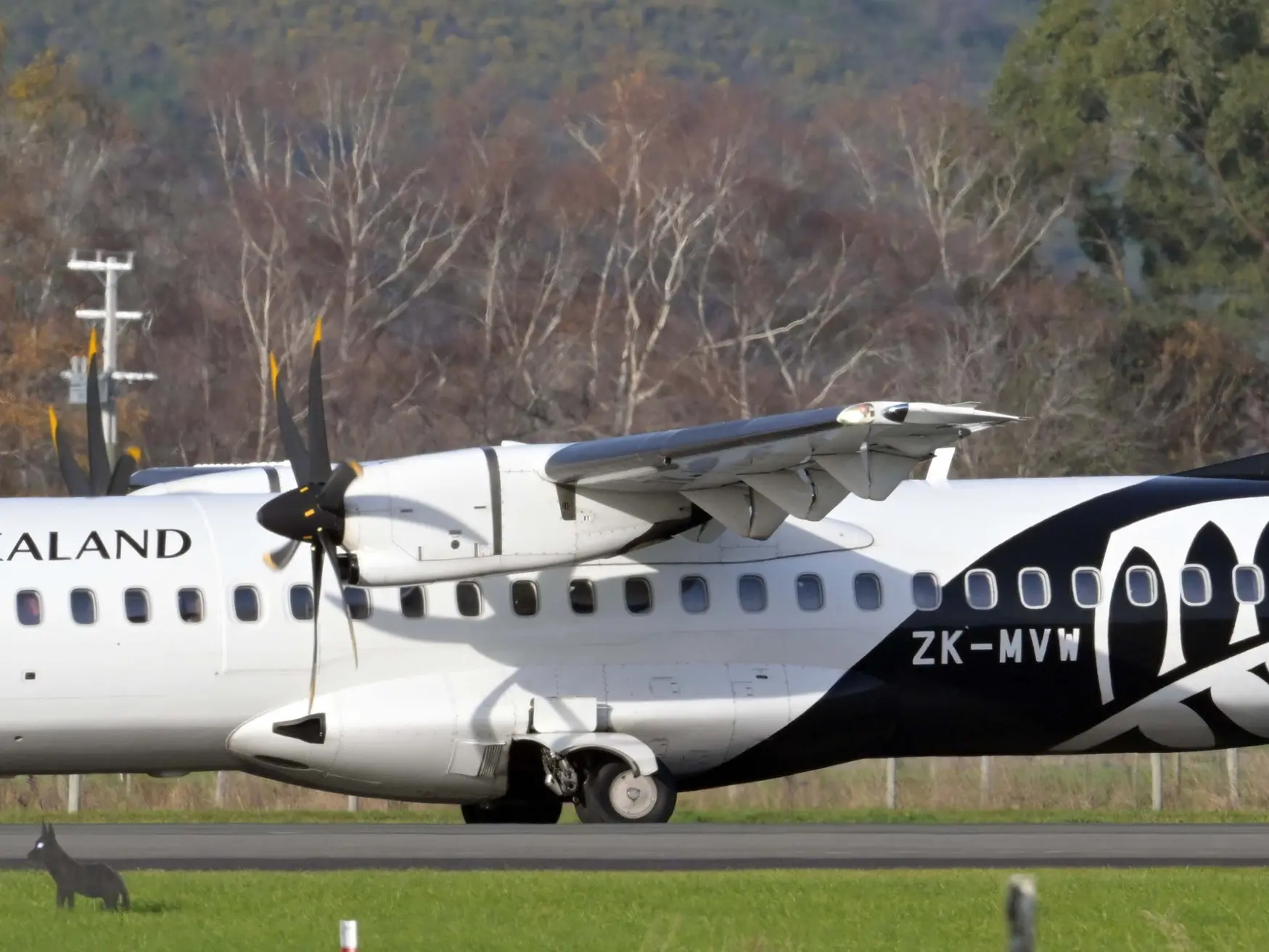 An Air New Zealand ATR-72 taxis past a decoy coyote at Dunedin Airport yesterday morning.
