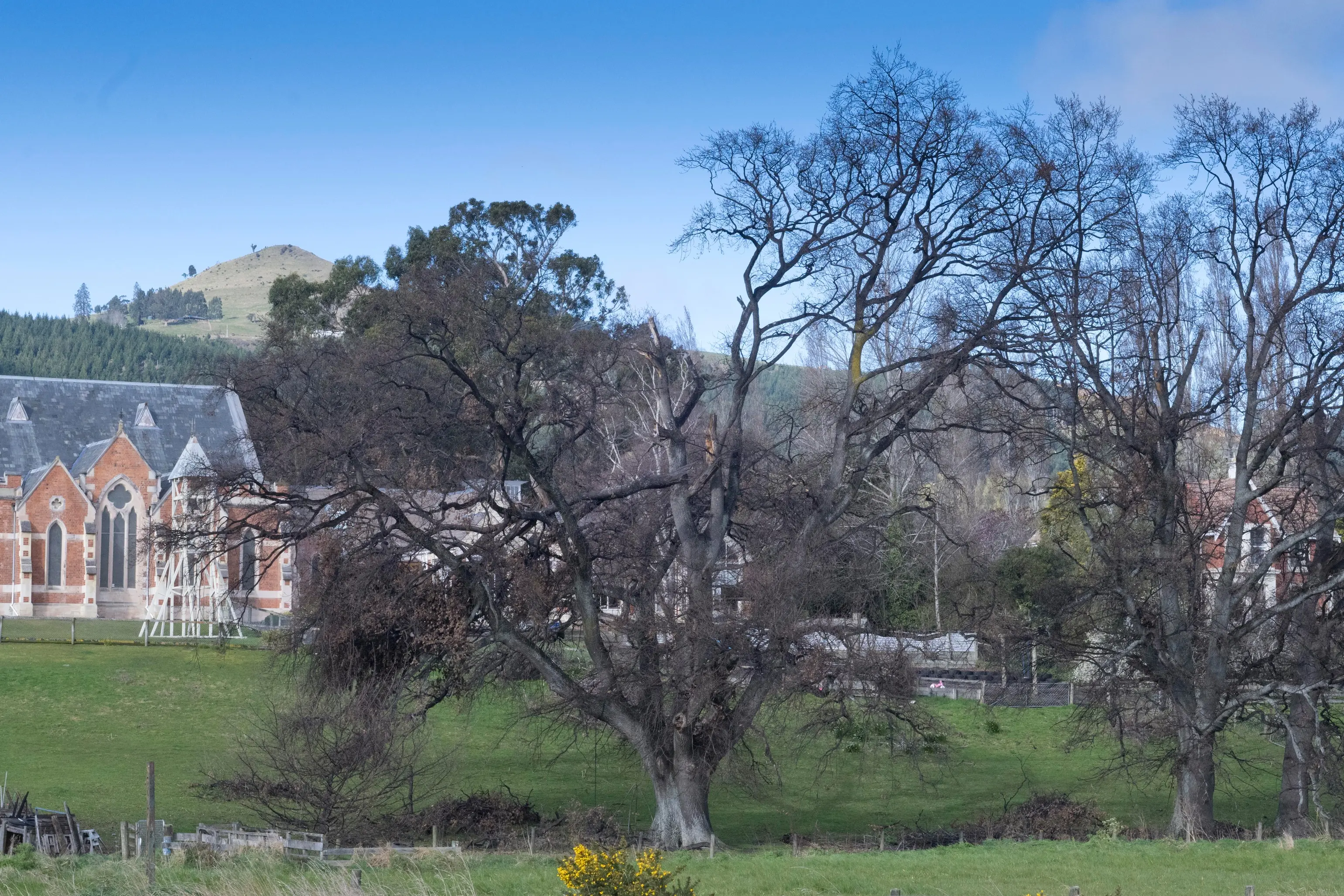 The Dunedin City Council has approved the removal of two protected oak trees (left, centre), near East Taieri Presbyterian Church on the outskirts of Mosgiel. A third, unprotected tree (right), is also expected to be removed. Photo: Gerard O\\'Brien\\u00A0