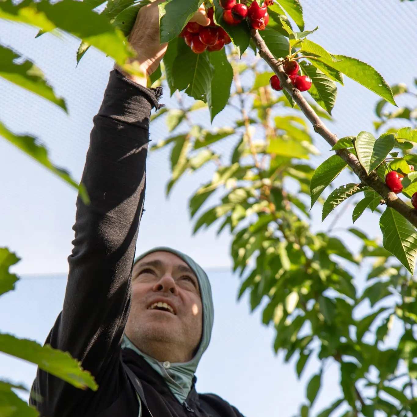 ‘Orchard to scoop’ approach recognised nationally