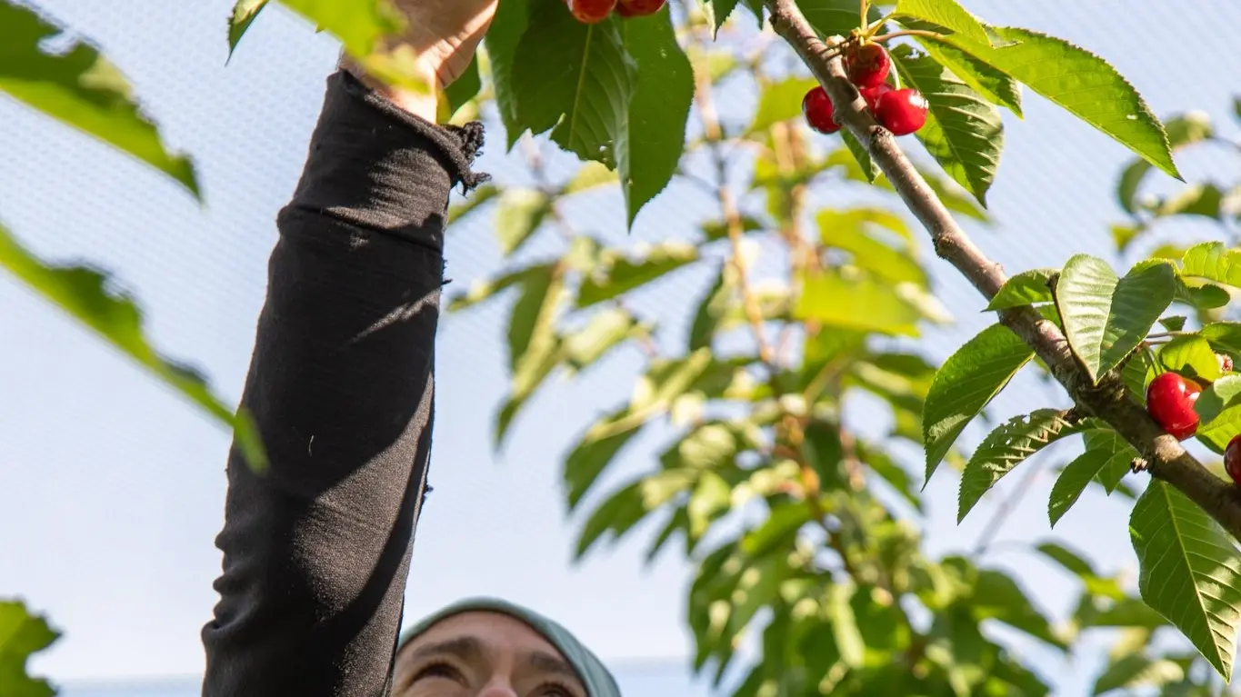 ‘Orchard to scoop’ approach recognised nationally