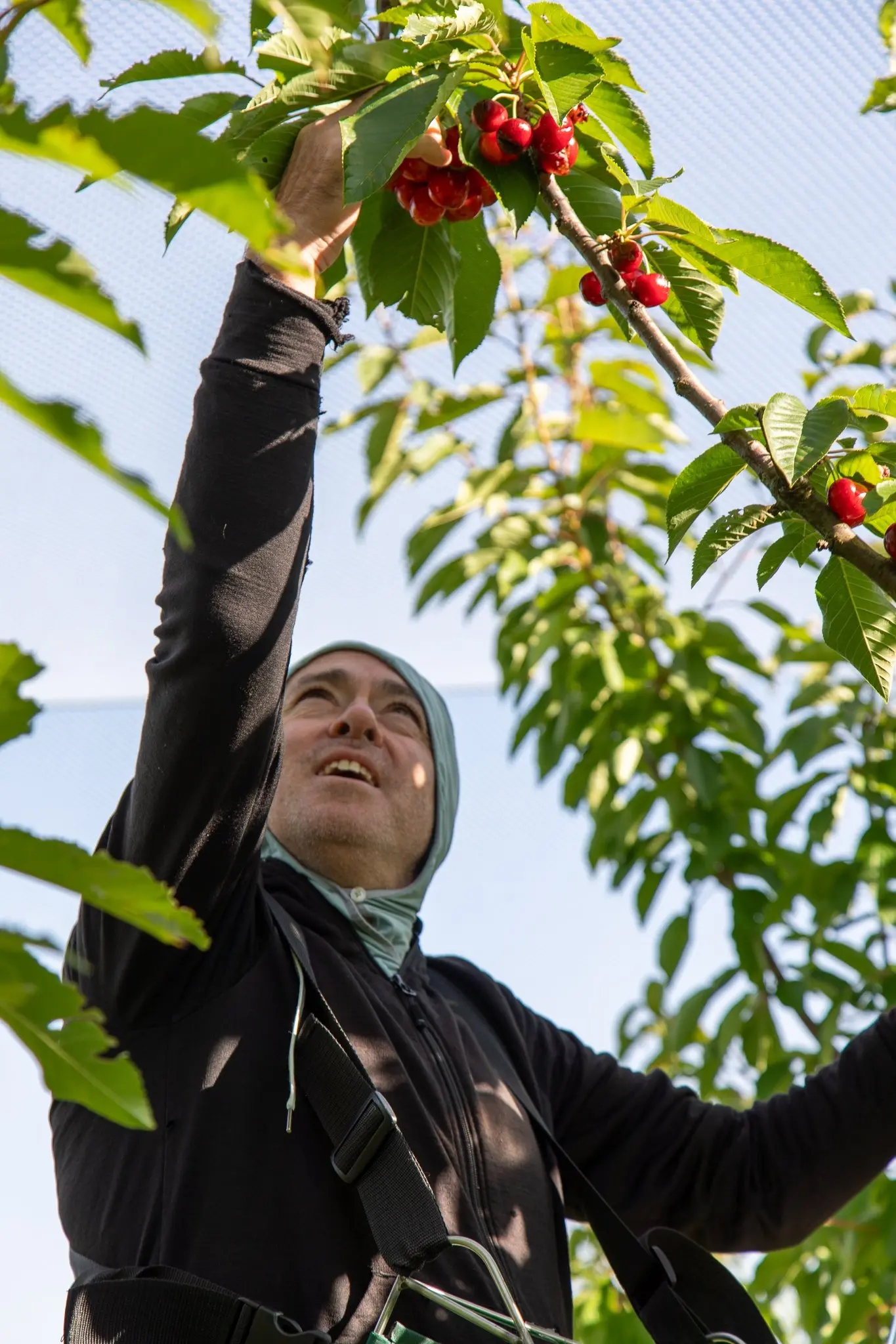 Alex Gimenez of Patagonia chocolates works in their orchard. Photo: Leigh Jeffrey