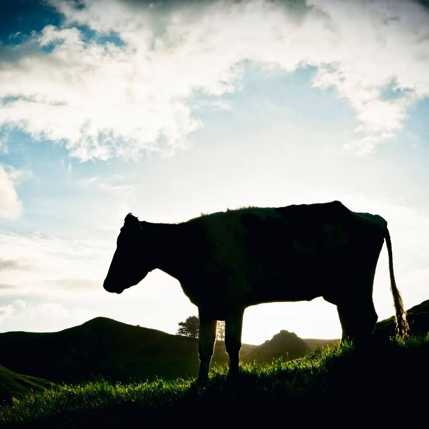 Southland farmer fined after bulls found with abscesses, broken legs
