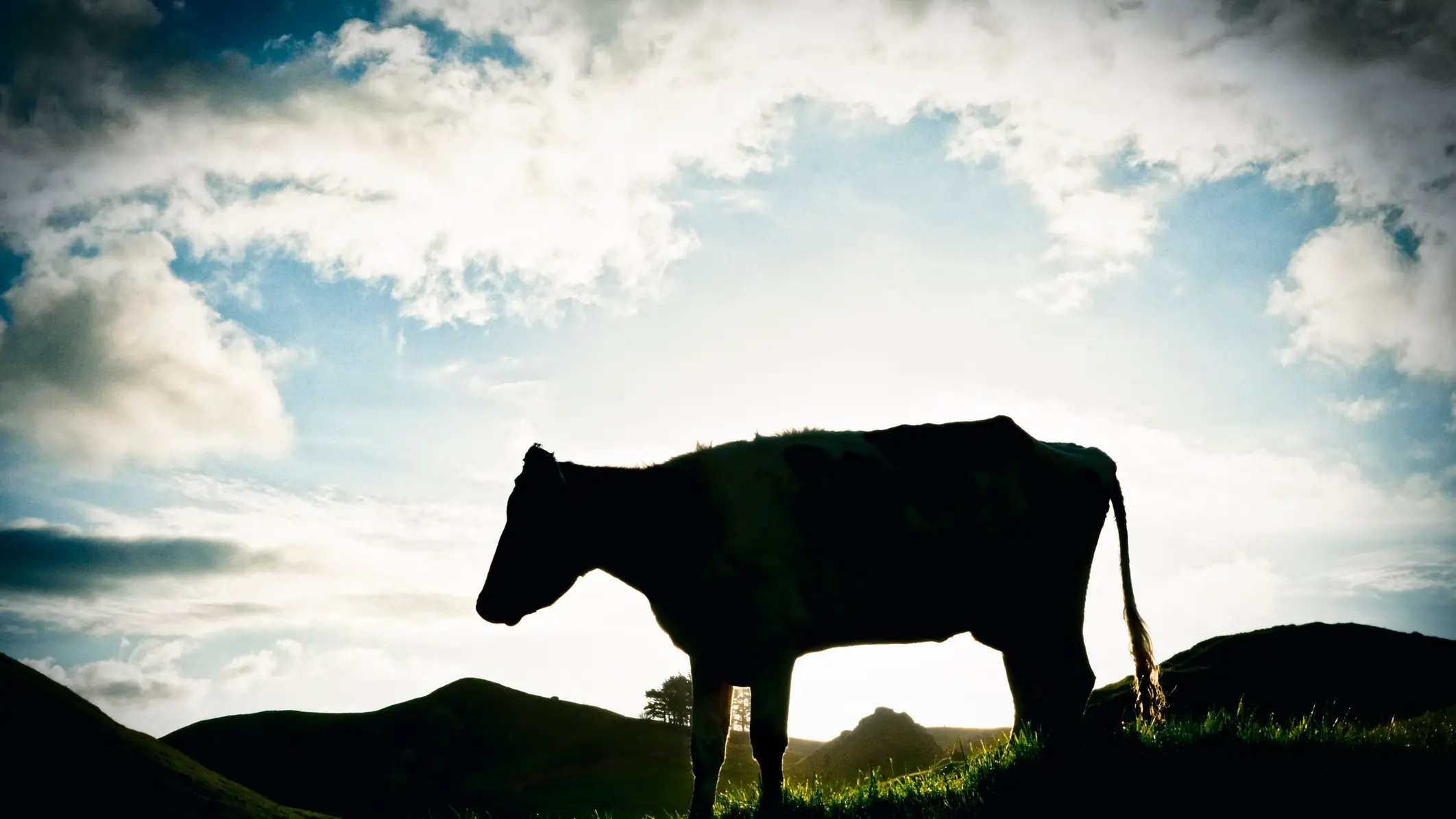 Southland farmer fined after bulls found with abscesses, broken legs