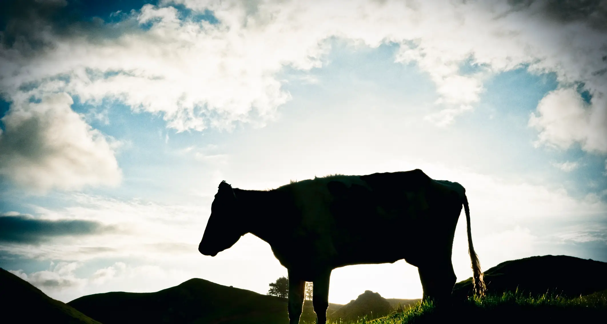 Southland farmer fined after bulls found with abscesses, broken legs