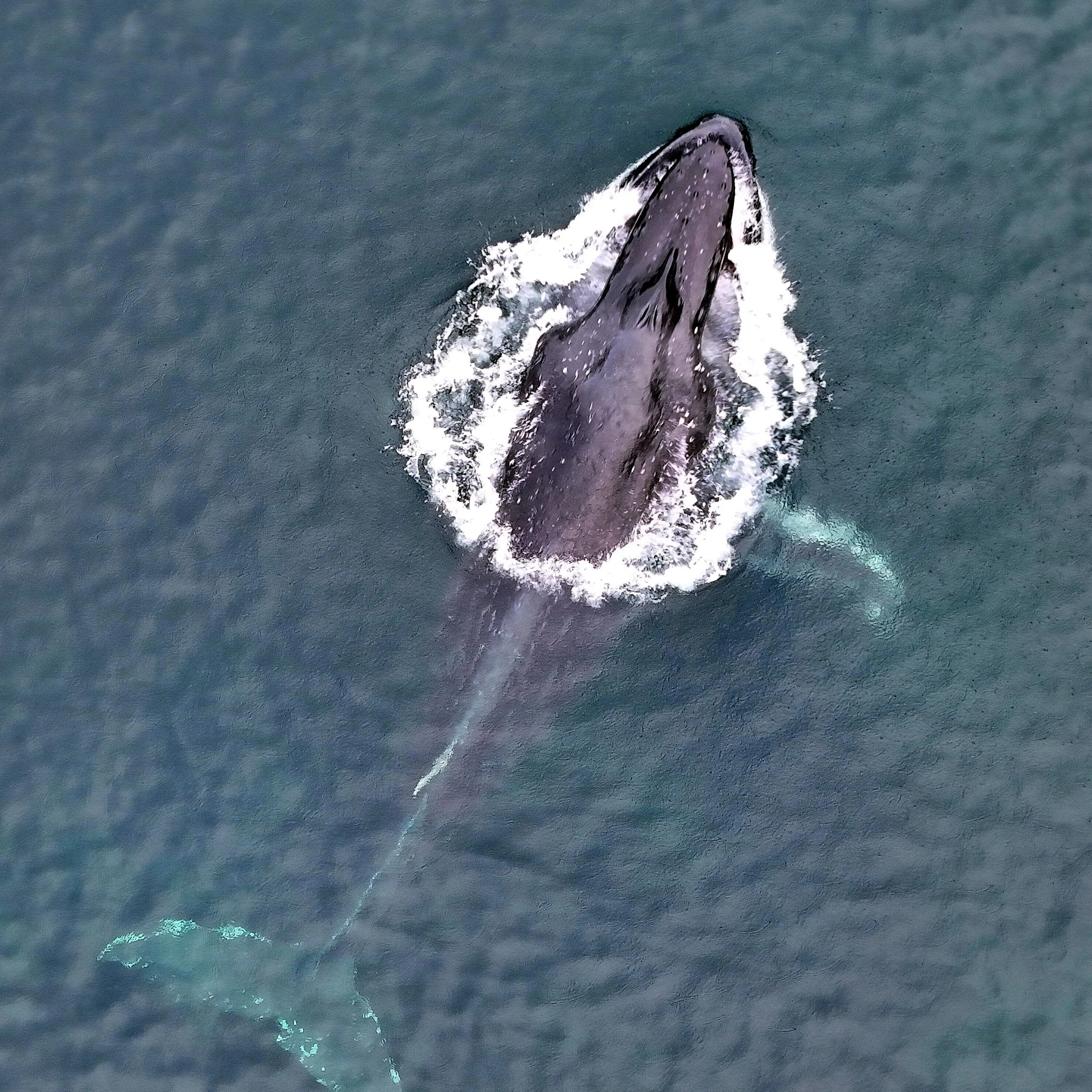Remotest cruise yields spectacular highlights