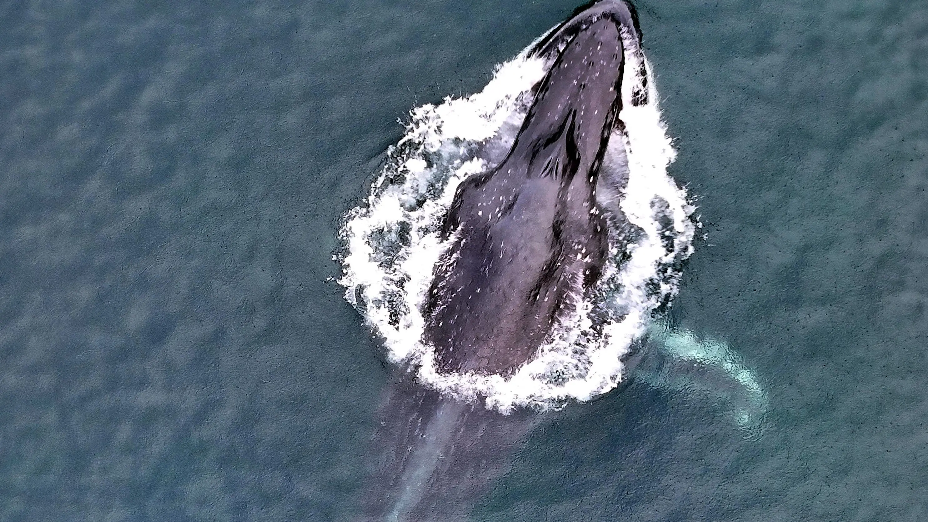 Remotest cruise yields spectacular highlights