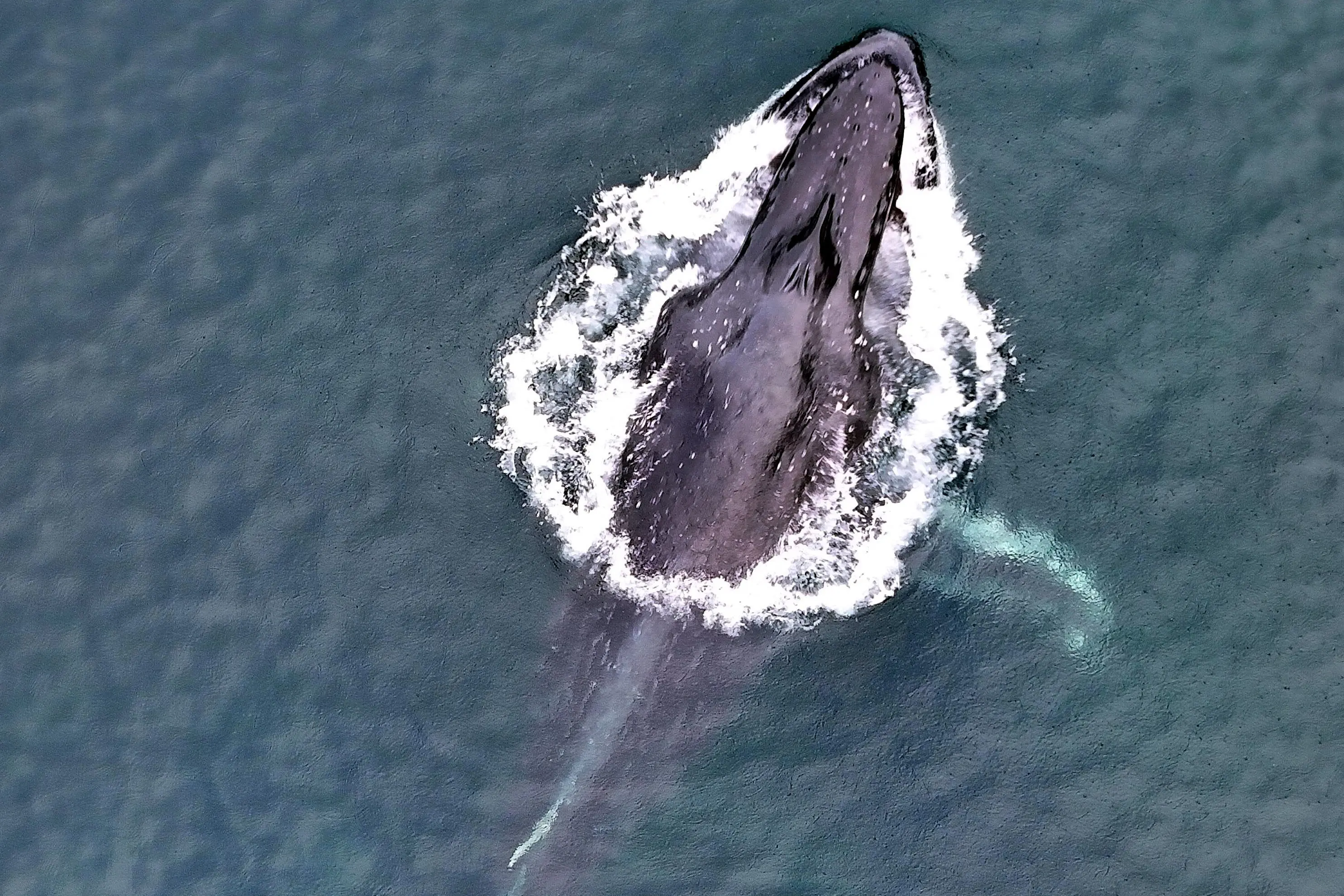 Remotest cruise yields spectacular highlights