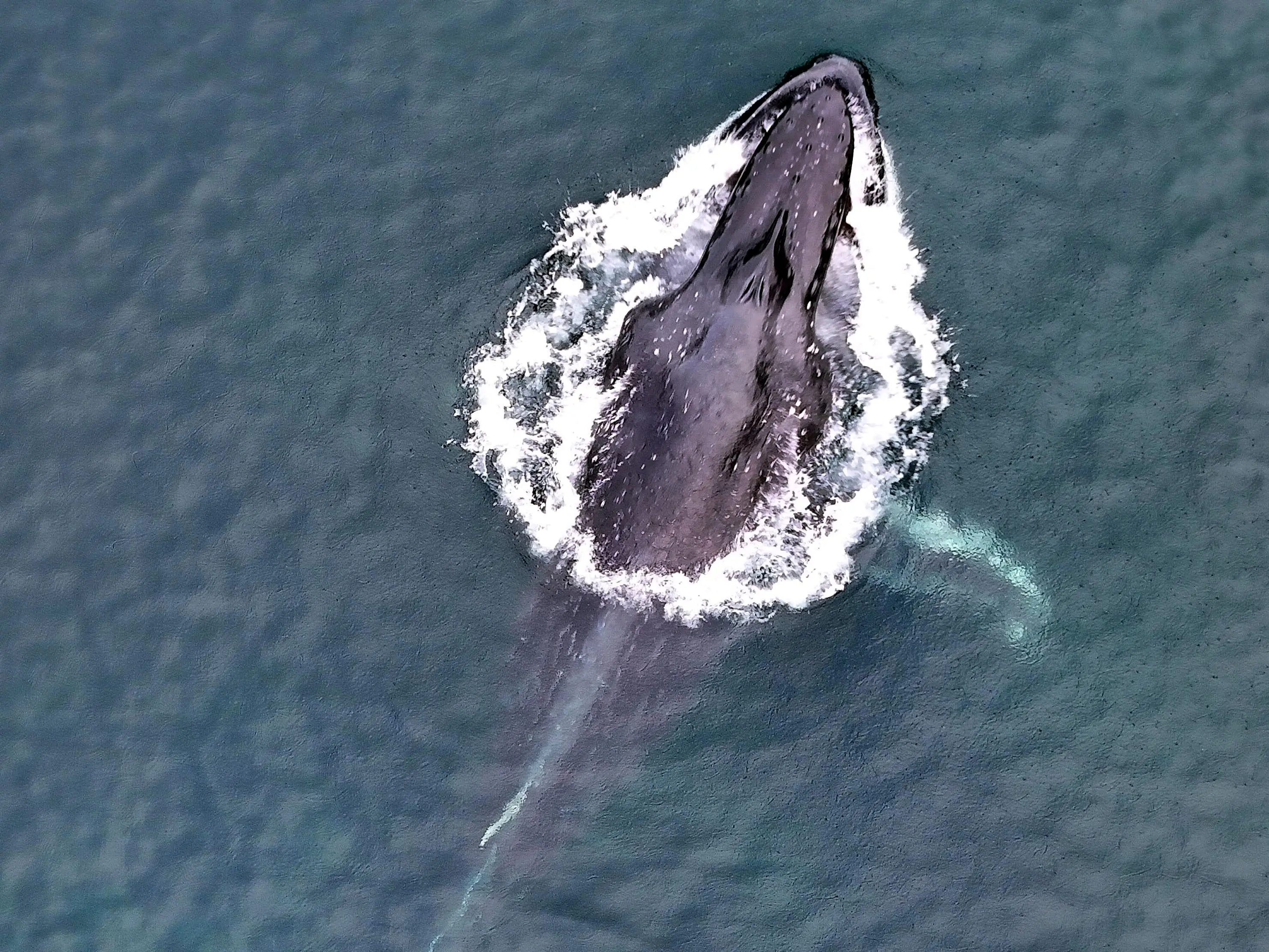 Remotest cruise yields spectacular highlights
