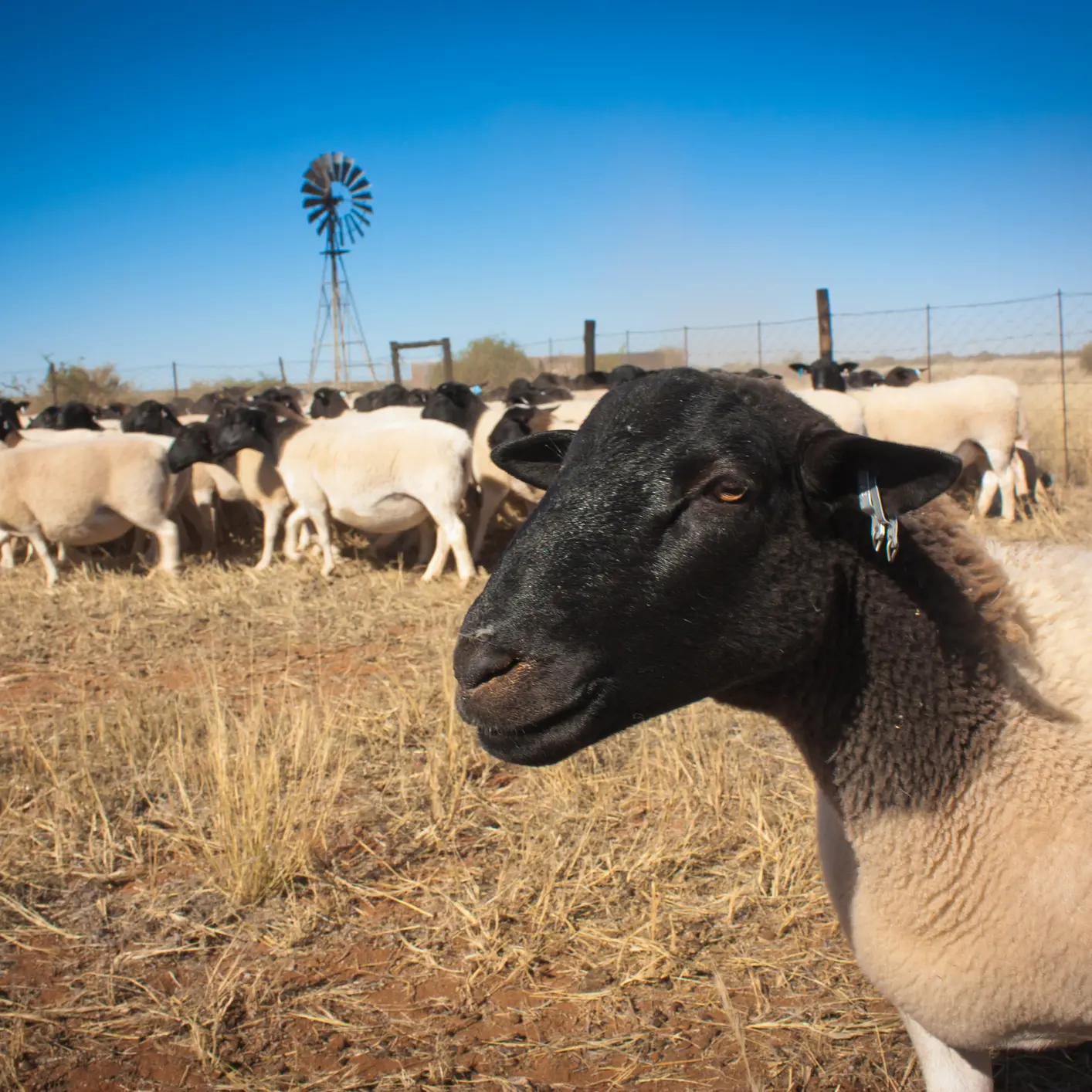 More than 5000 sheep, valued at $2m, allegedly stolen from Queensland farm