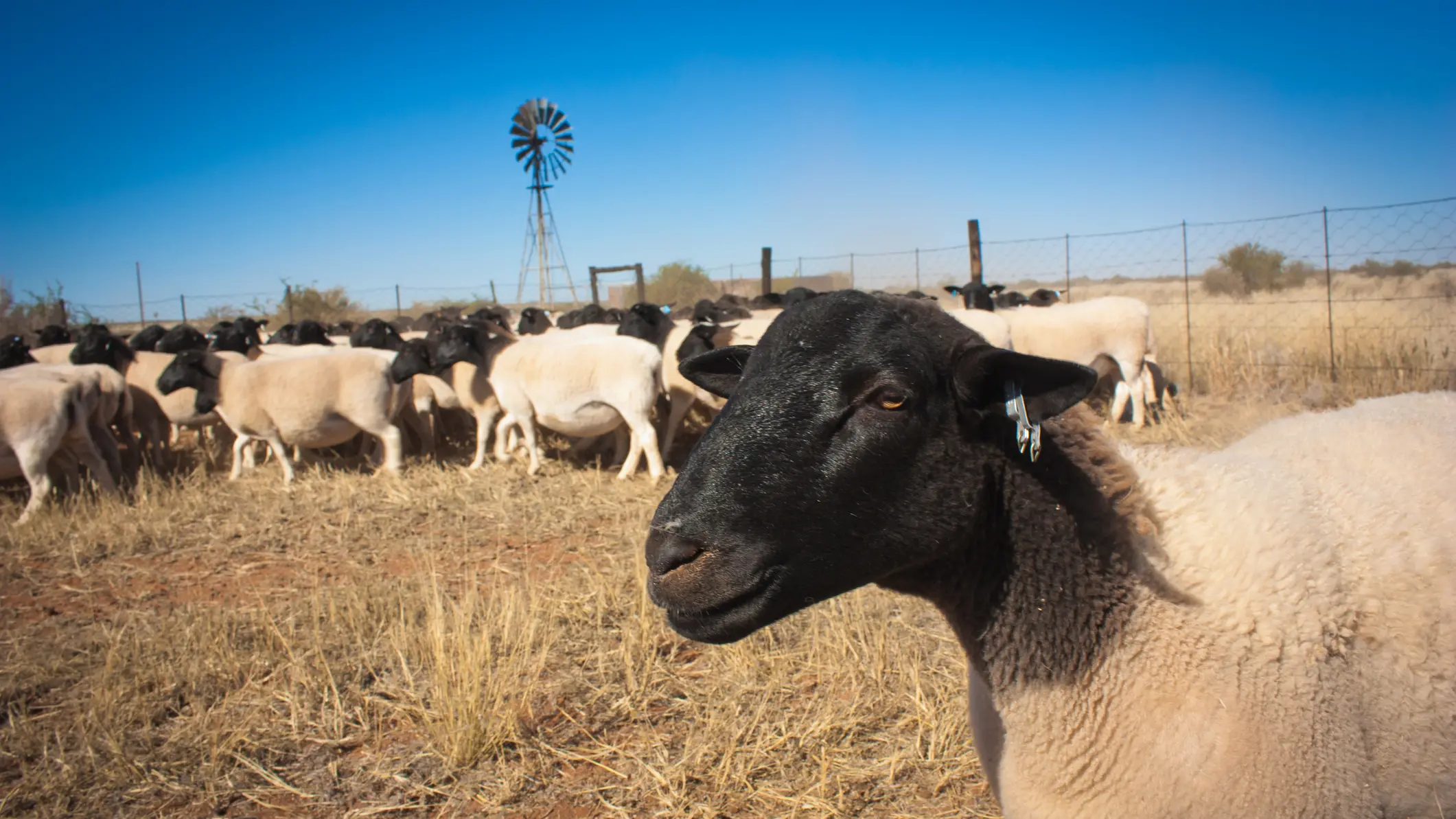 More than 5000 sheep, valued at $2m, allegedly stolen from Queensland farm