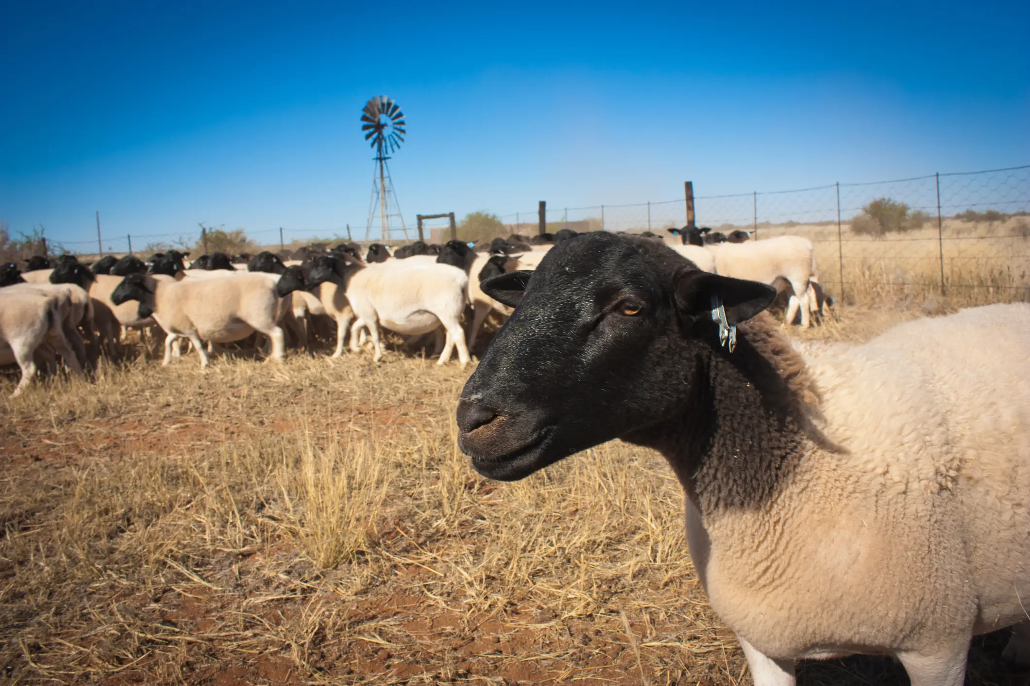 <p>Dorper sheep have a distinctive jet-black head and neck, along with a white body. File photo: Getty Images</p>\\n