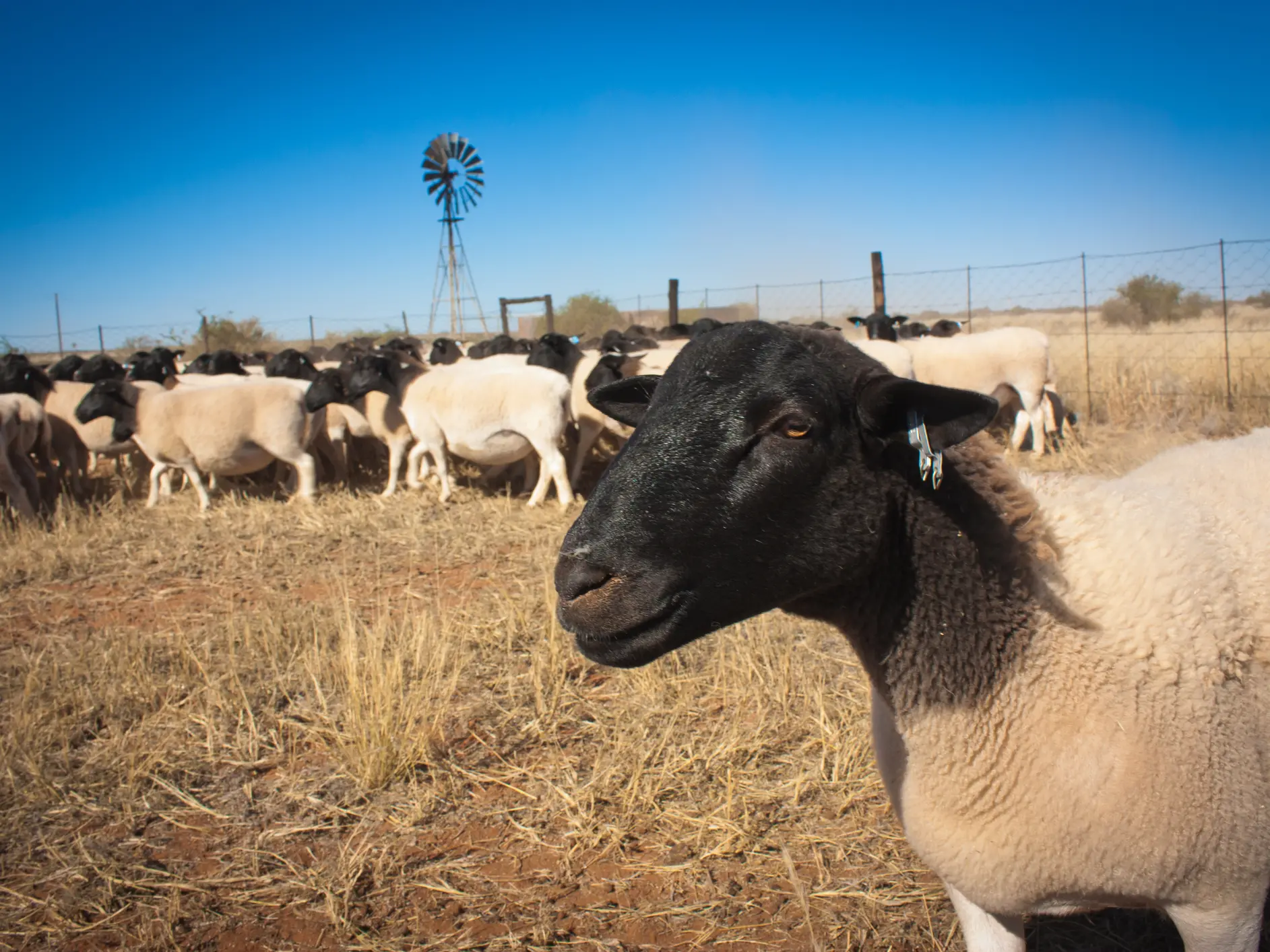 More than 5000 sheep, valued at $2m, allegedly stolen from Queensland farm