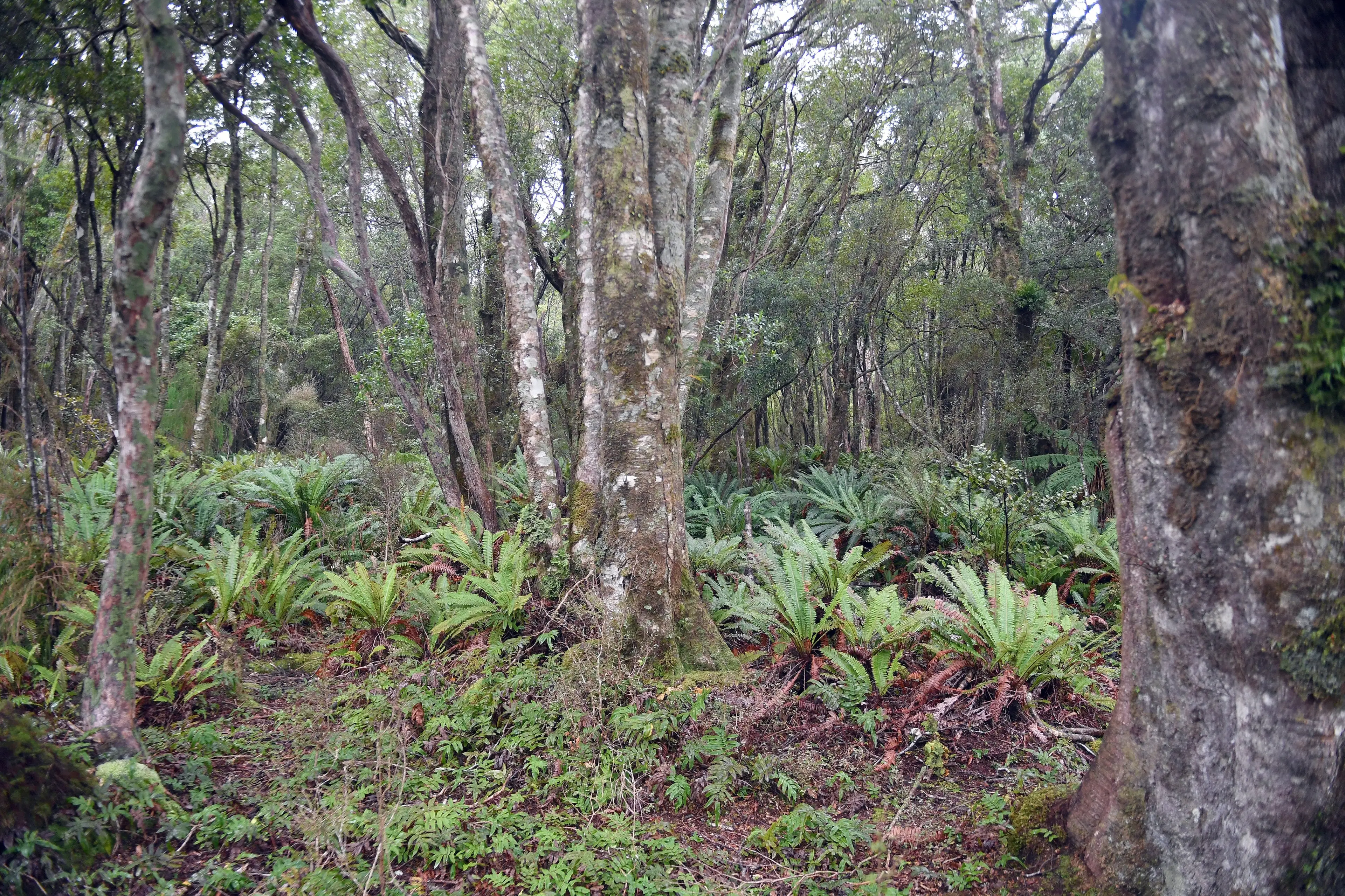 A sea of crown ferns and a lack of bush understory in the outreaches of the mainland of Fiordland National Park, close to Kisbee Bay in Preservation Inlet, tells the story of deer invasion and their devastating impact. Photo: Stephen Jaquiery