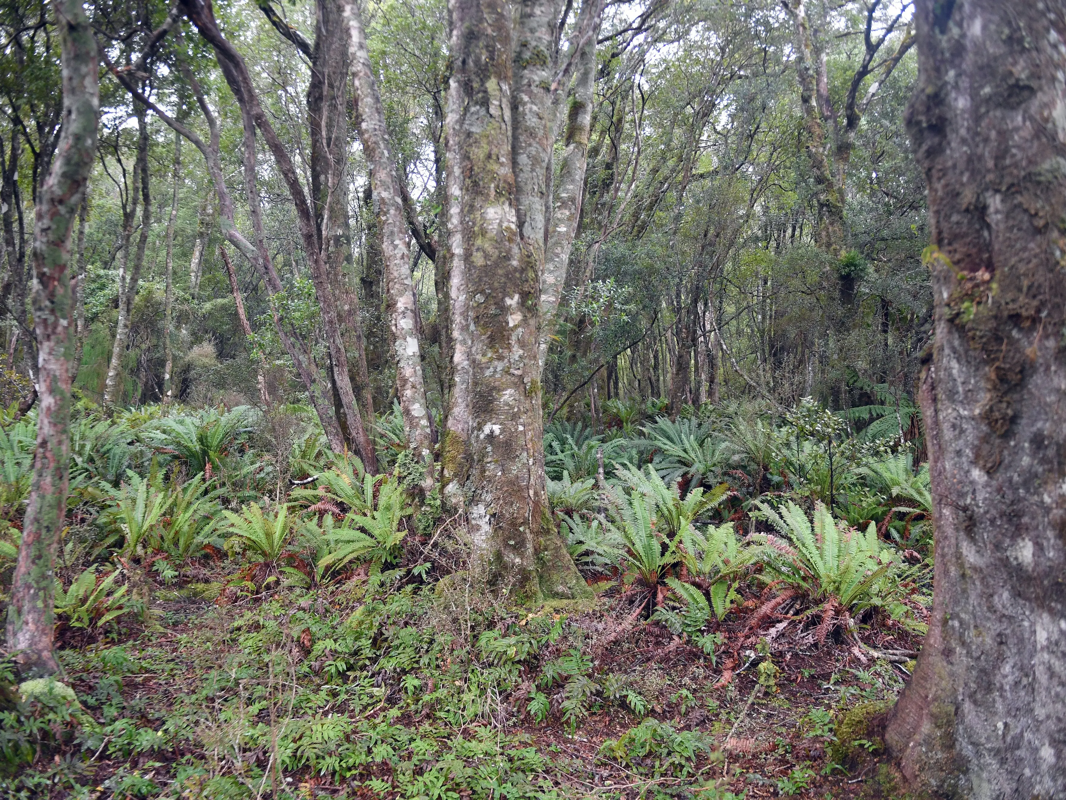 A sea of crown ferns and a lack of bush understory in the outreaches of the mainland of Fiordland National Park, close to Kisbee Bay in Preservation Inlet, tells the story of deer invasion and their devastating impact. Photo: Stephen Jaquiery