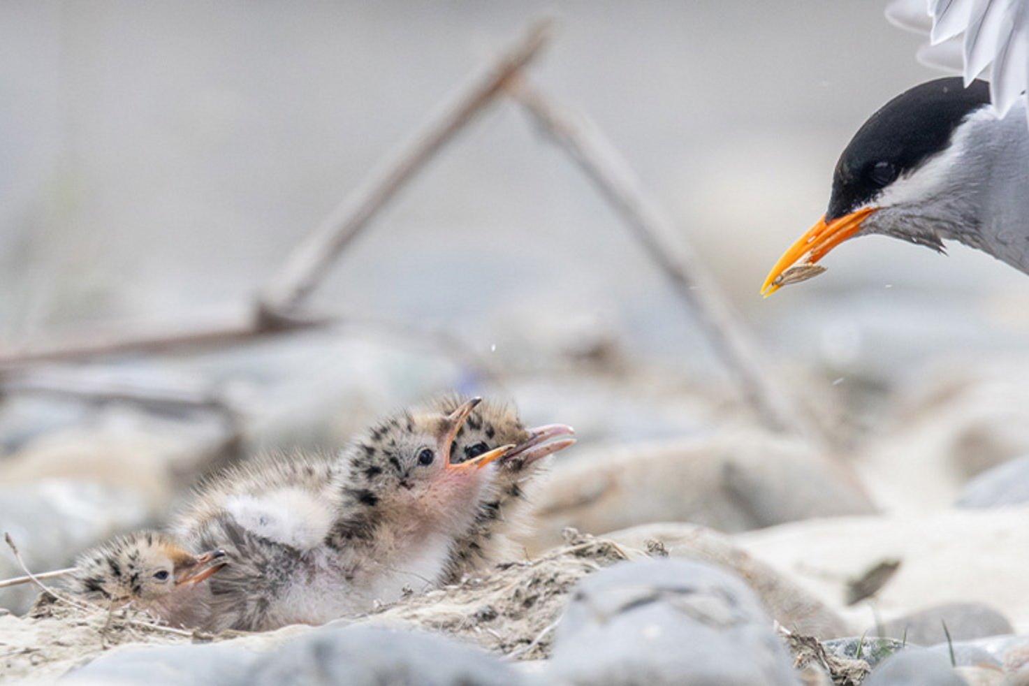 Nesting season brings protection for braided river birds