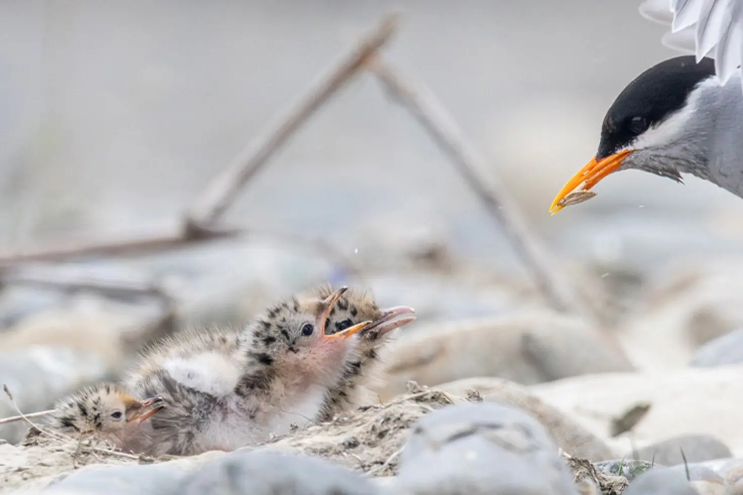 Nesting season . . . Give braided river birds some space. Photo: Supplied by Environment Canterbury