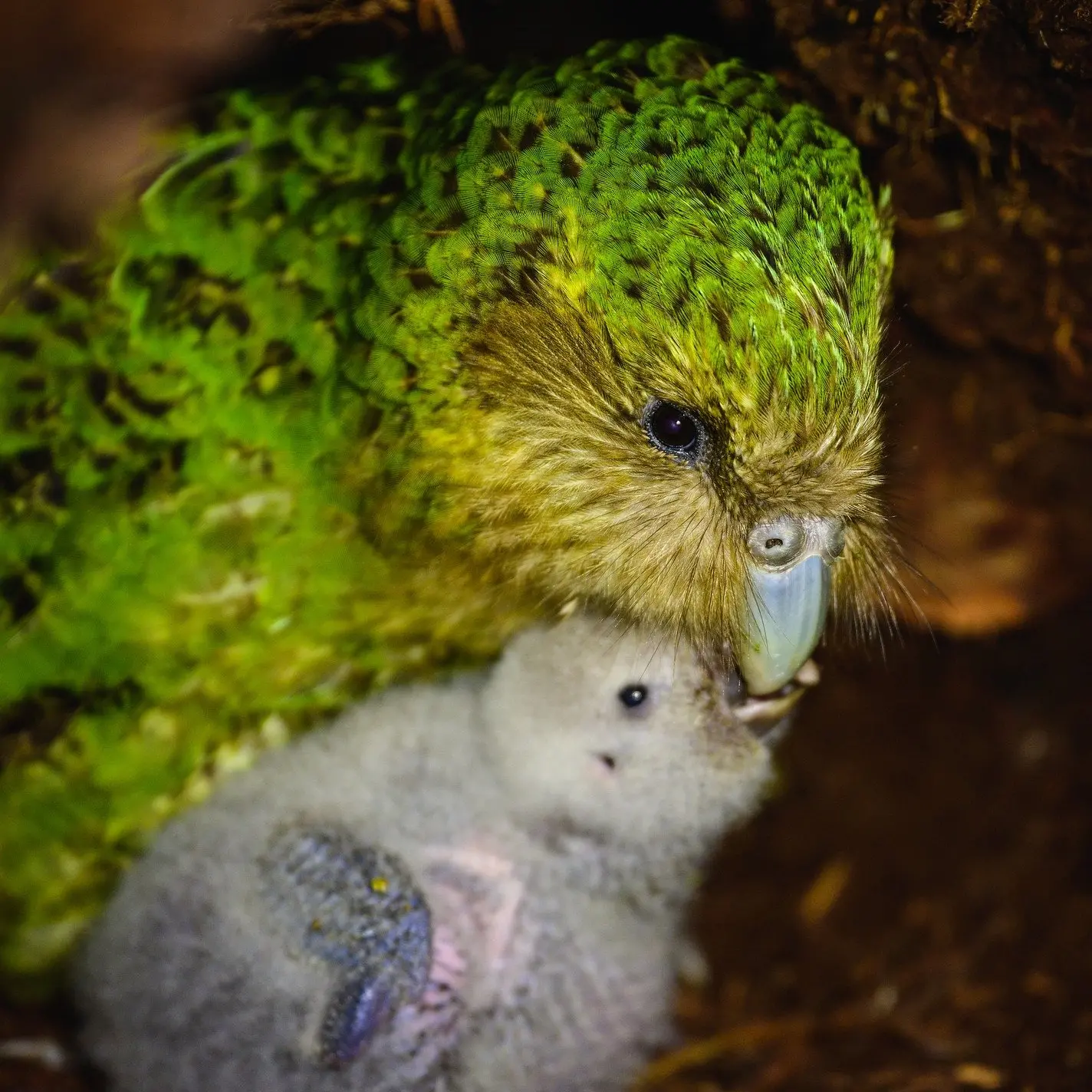 Crowded house for flightless parrot