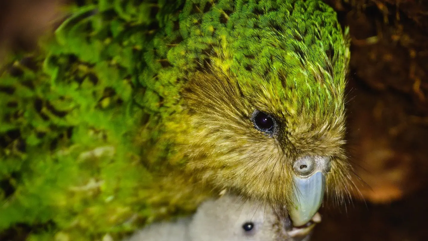 Crowded house for flightless parrot