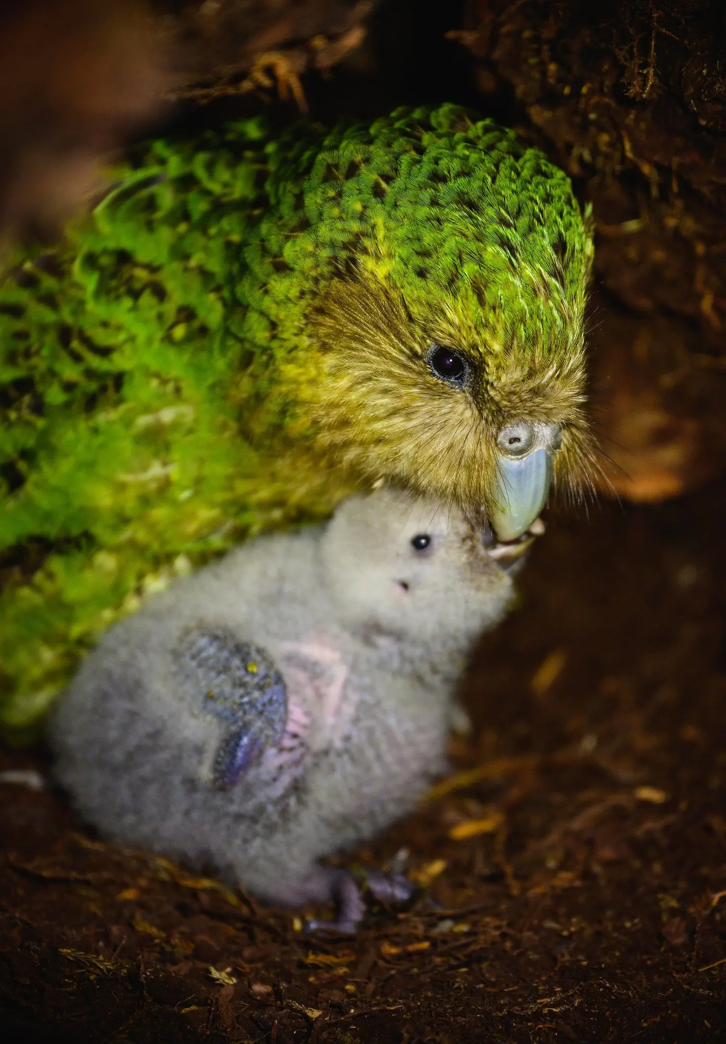 Crowded house for flightless parrot