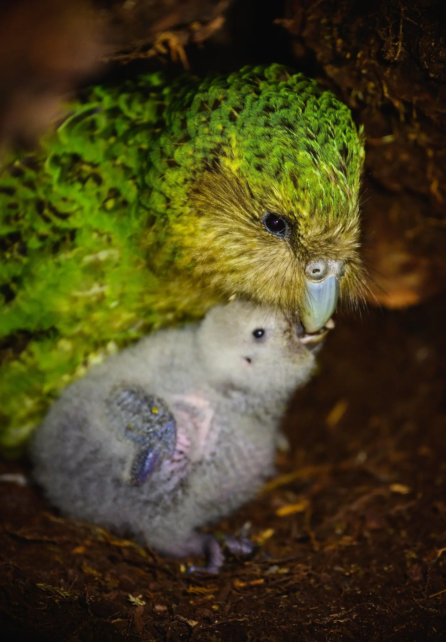 Mother Alice and chick Rupi. Photo: Jack Osborne