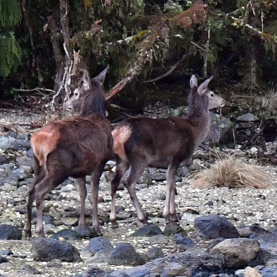 Inside New Zealand’s forest of the living dead