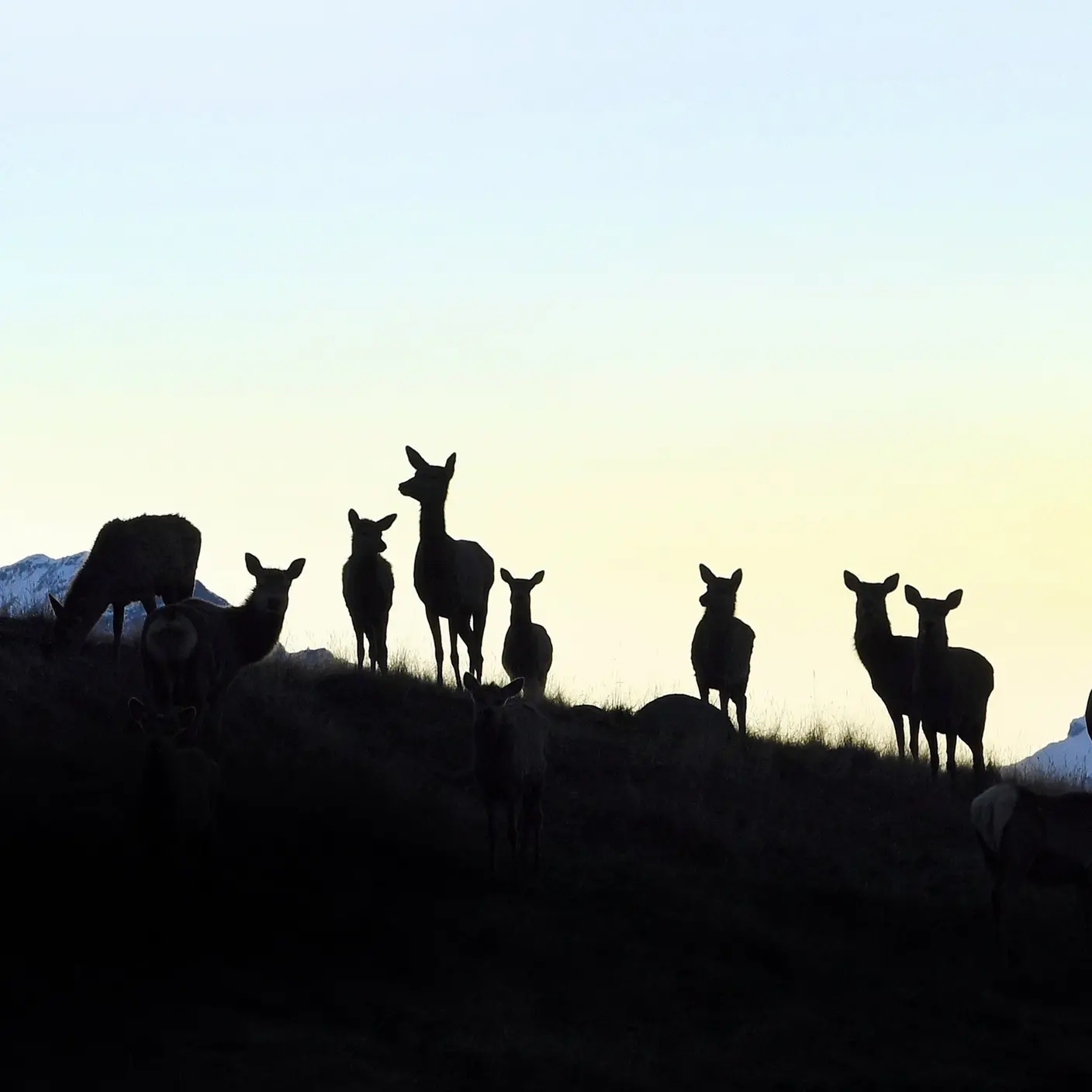 More hind mating across New Zealand increases confidence in deer industry
