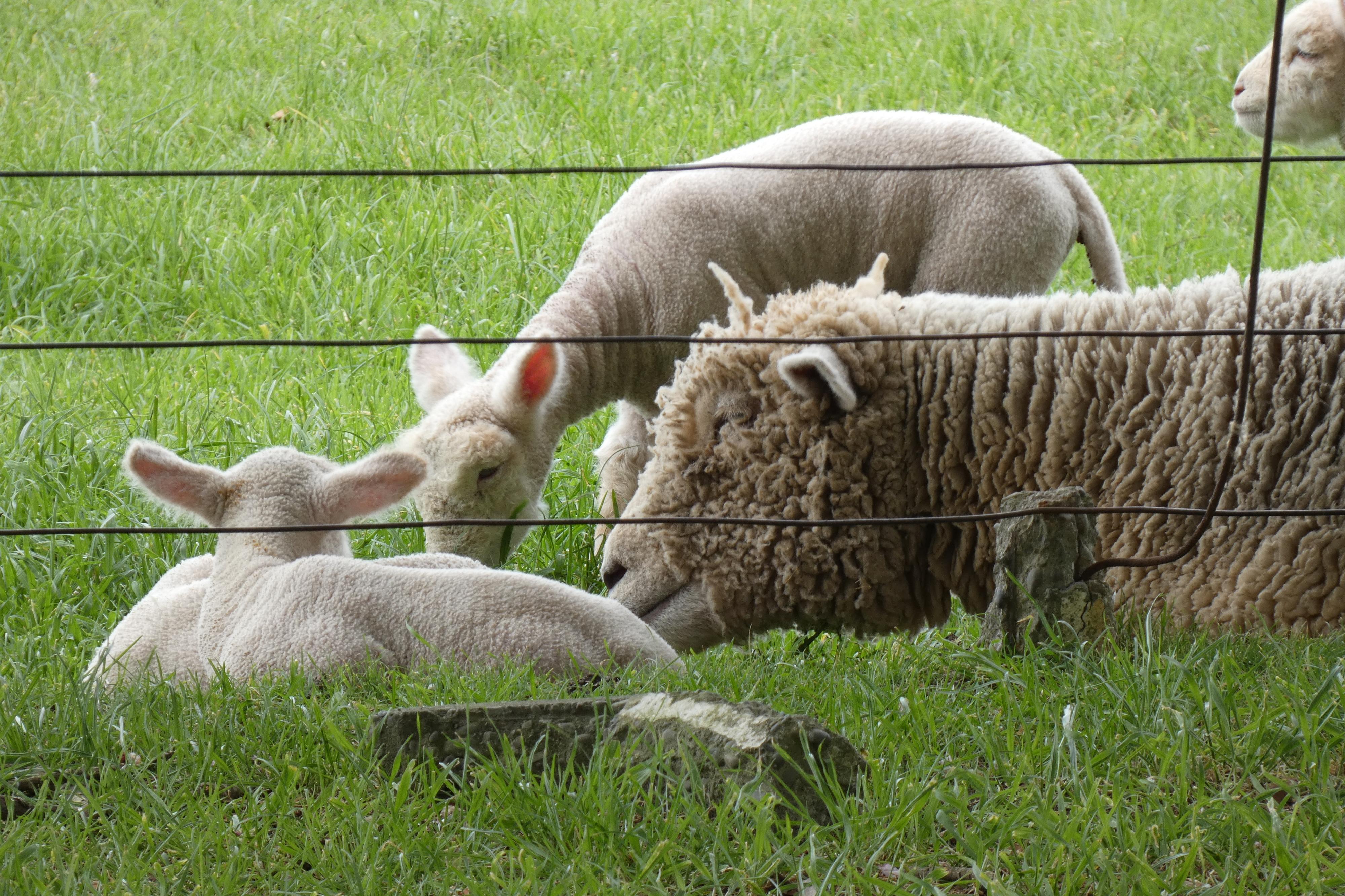 Lamb prices stay high, giving farmers a continued income boost