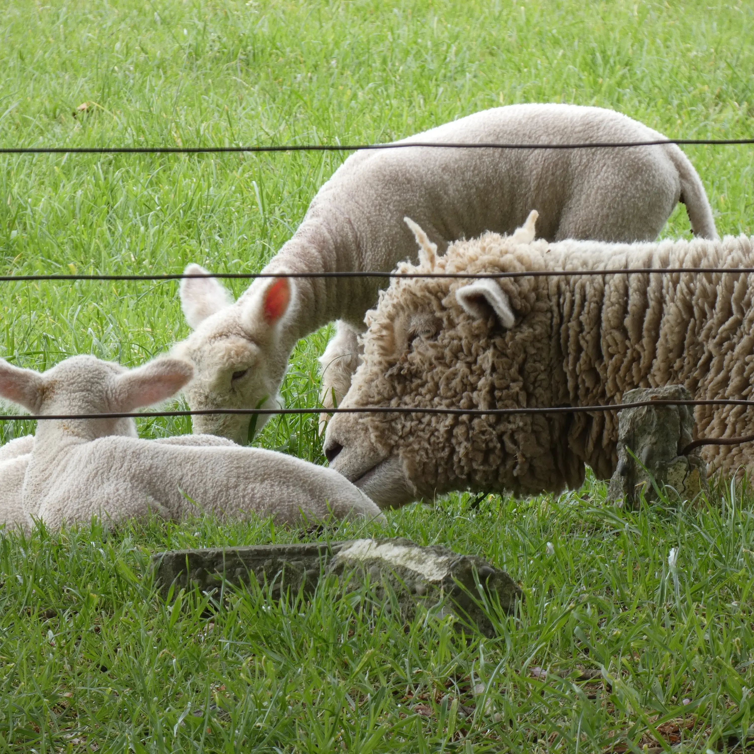 Lamb prices heading for continued high after coming off peak