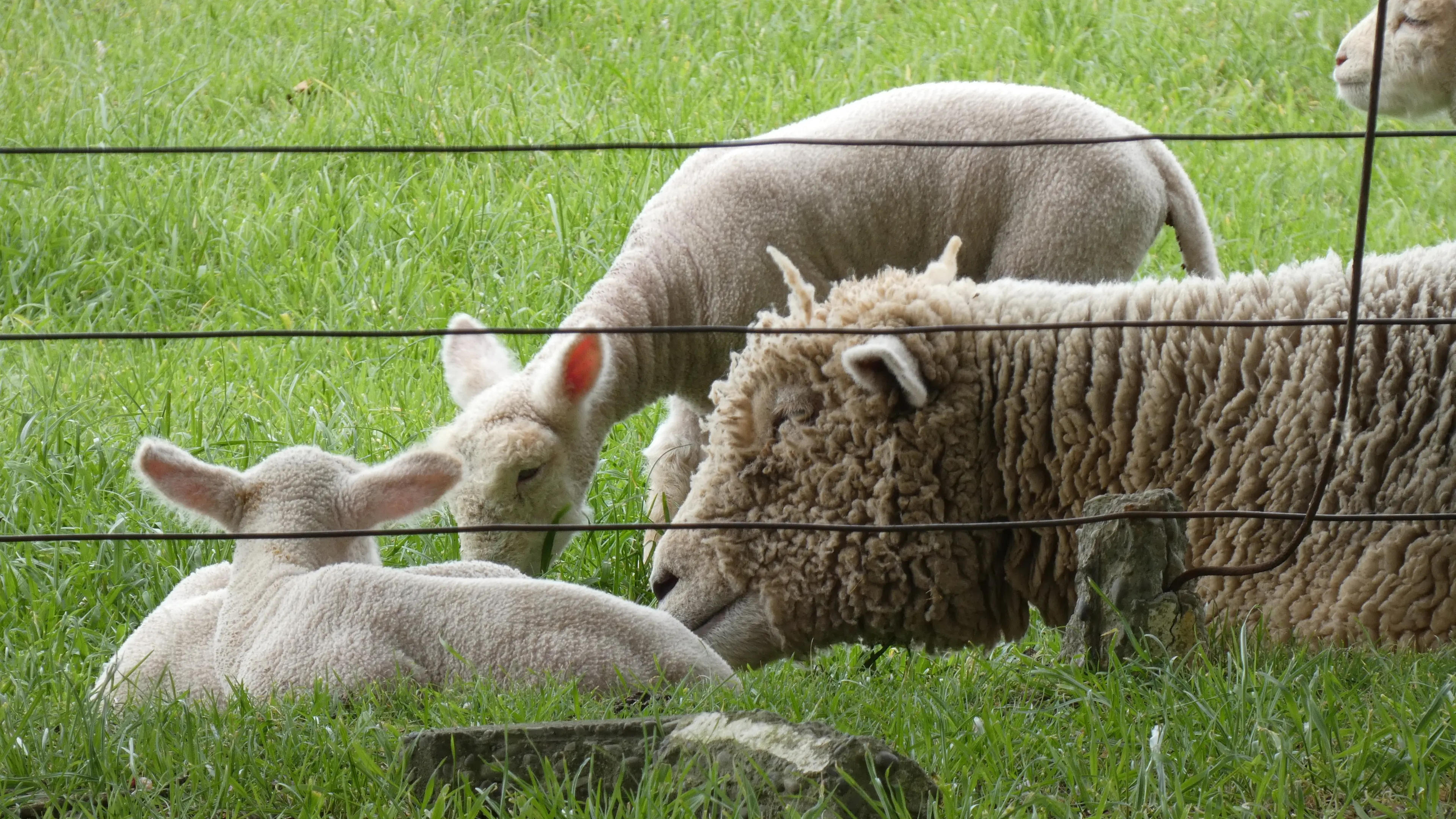 Lamb prices heading for continued high after coming off peak
