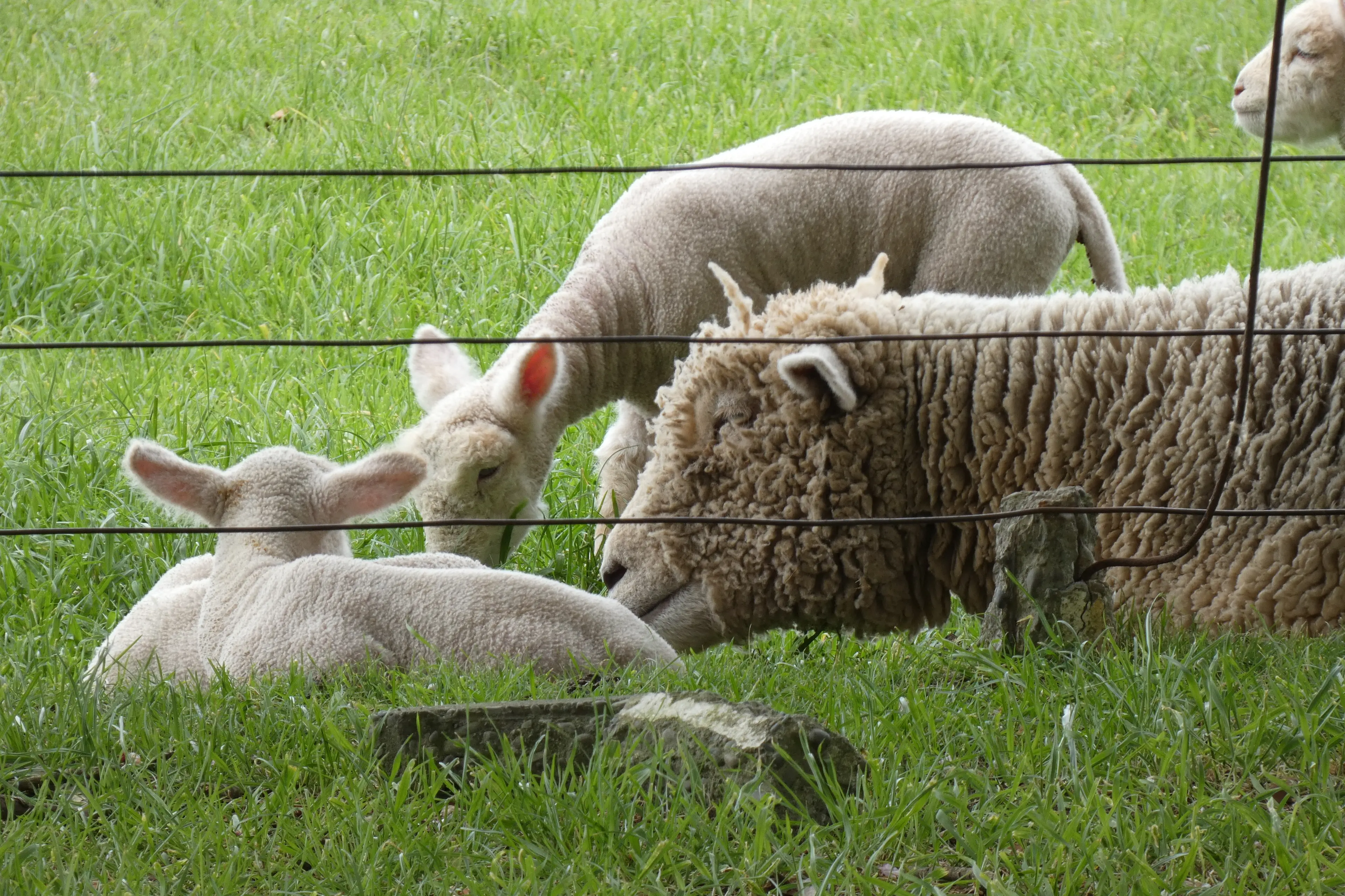 Beef + Lamb New Zealand predicts average lamb prices will be more than $200 this season. Photo: Tim Cronshaw