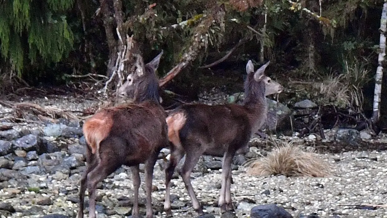 Deer damage check demanded