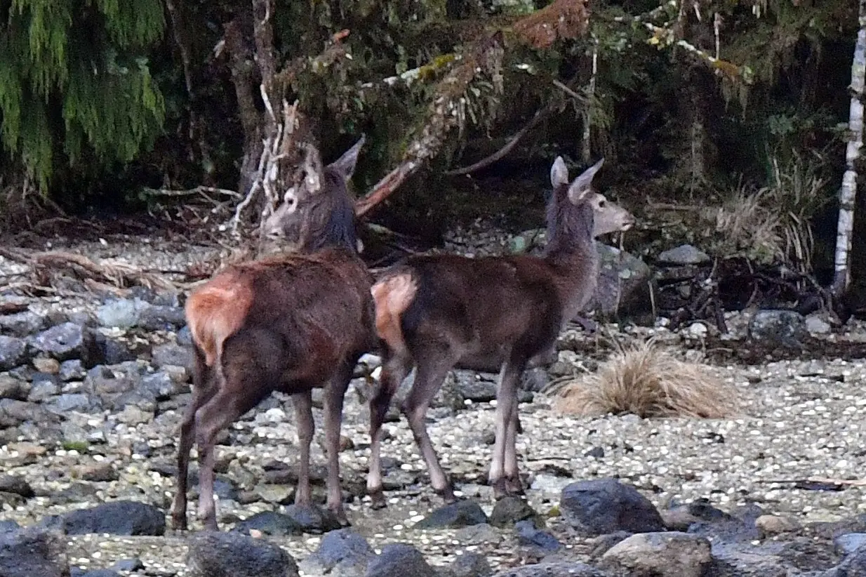 Young red deer spied frolicking on a remote beach in Cascade Cove, Dusky Sound, Fiordland. Photo: Stephen Jaquiery