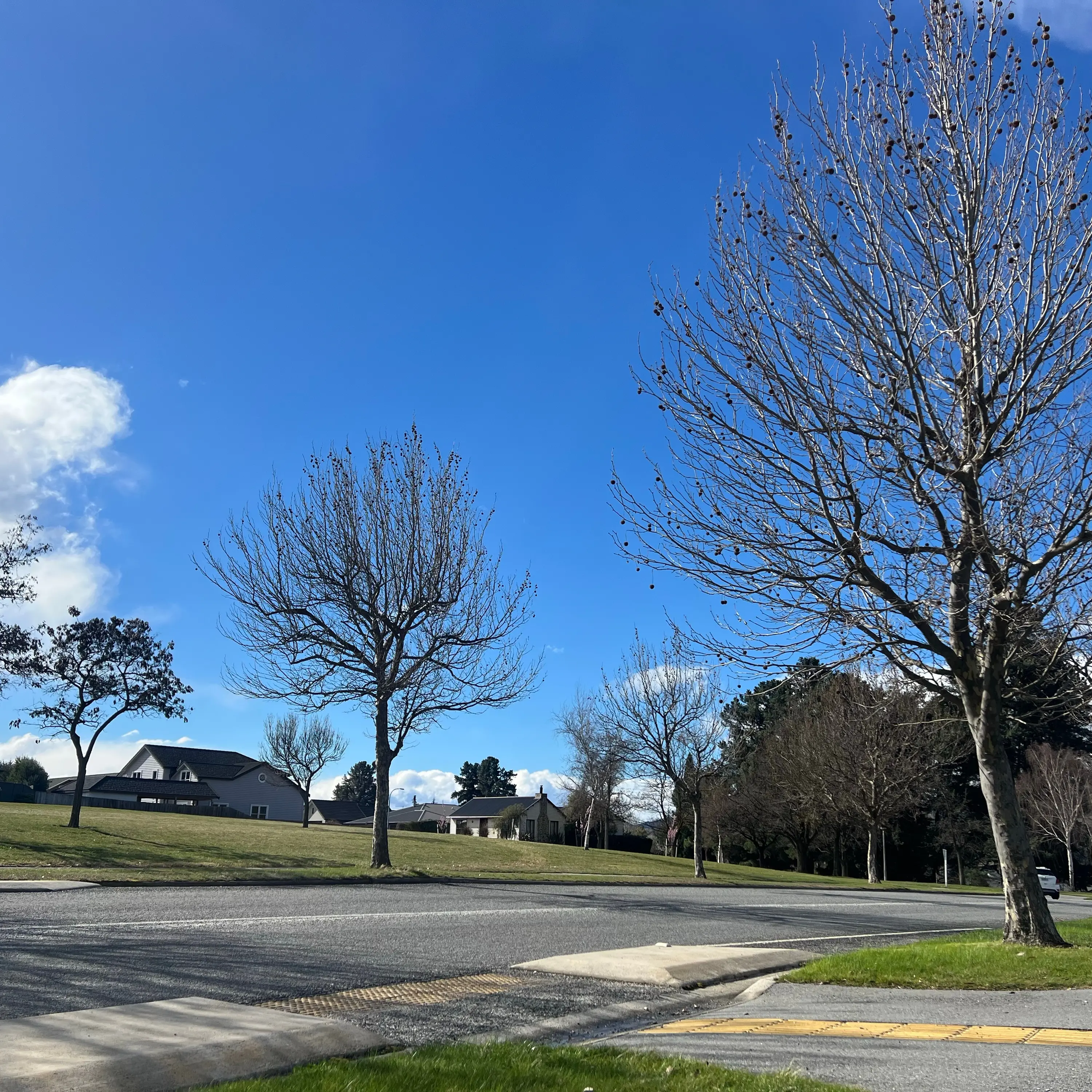 Tree replacements to be shared around town