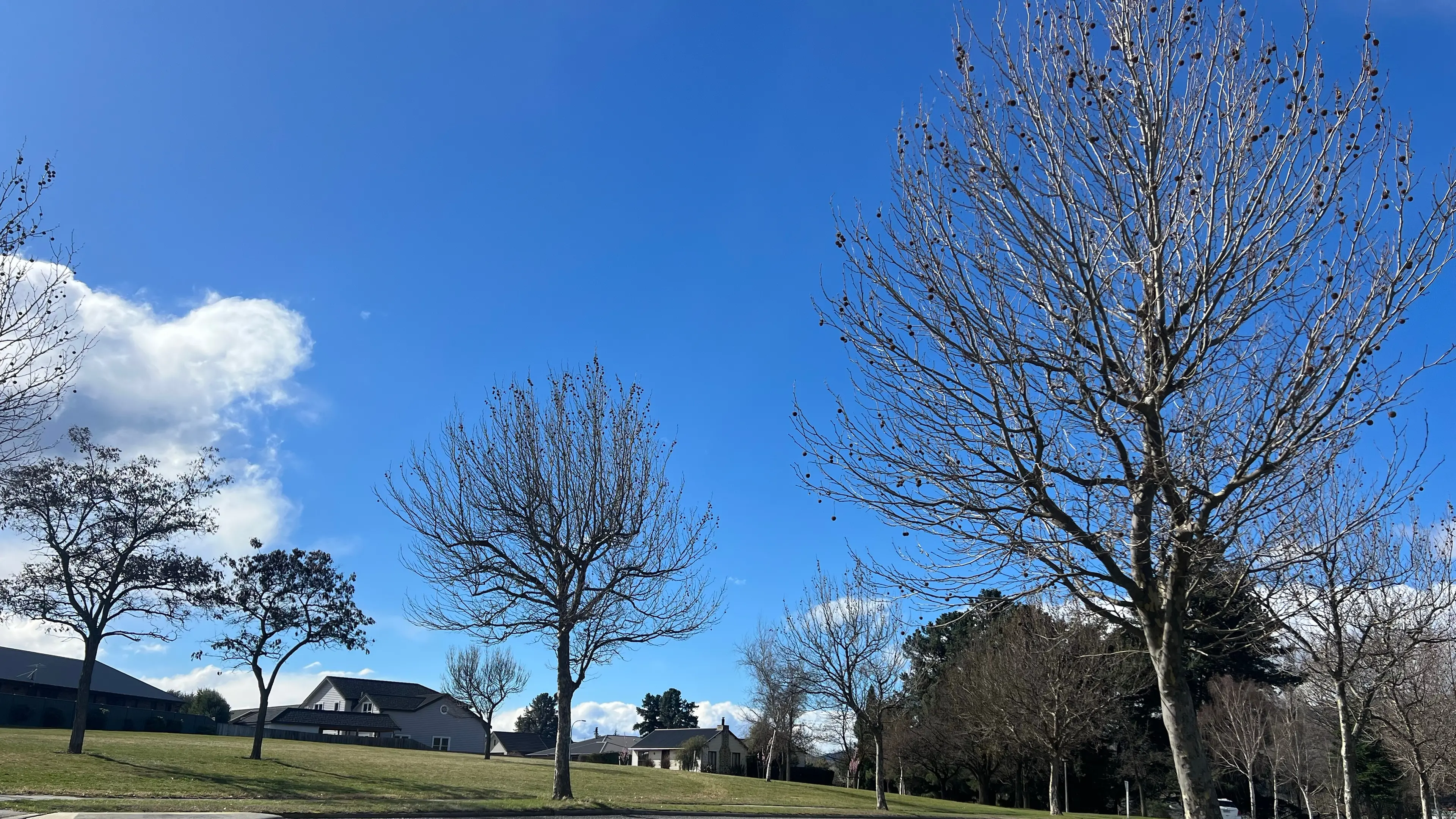 Tree replacements to be shared around town