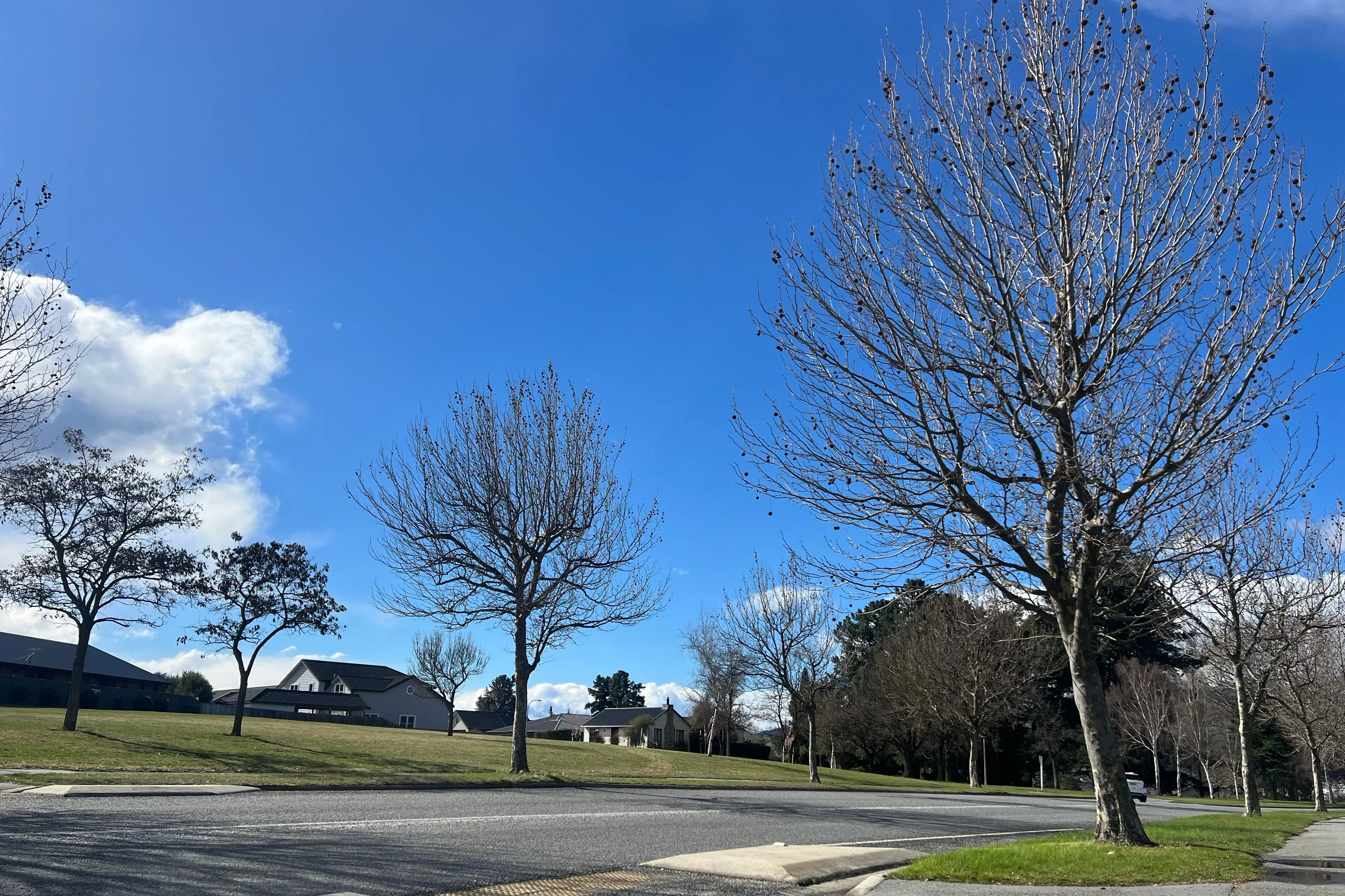Replacement options for the 80 plane trees about to be removed from Gair Ave were discussed at the Cromwell Community Board meeting last week. Photo: Carys Trotter