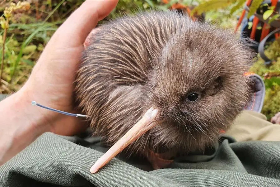 Six rowi, New Zealand\\'s rarest species of kiwi, have been released near Franz Josef Glacier.