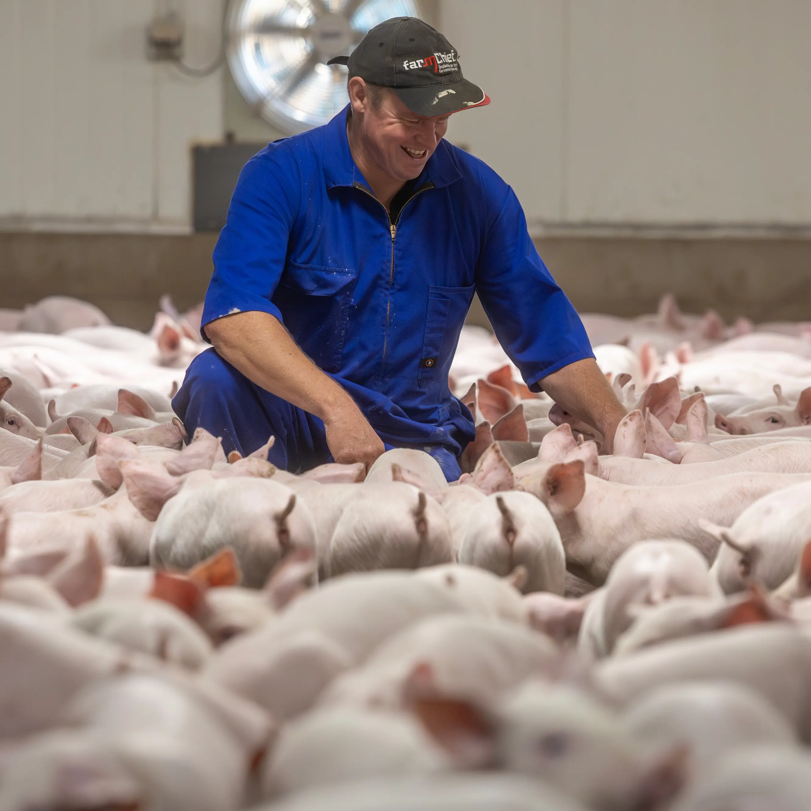 Power bill cut after Canterbury piggery adds large solar panel system to reduce reliance on national grid