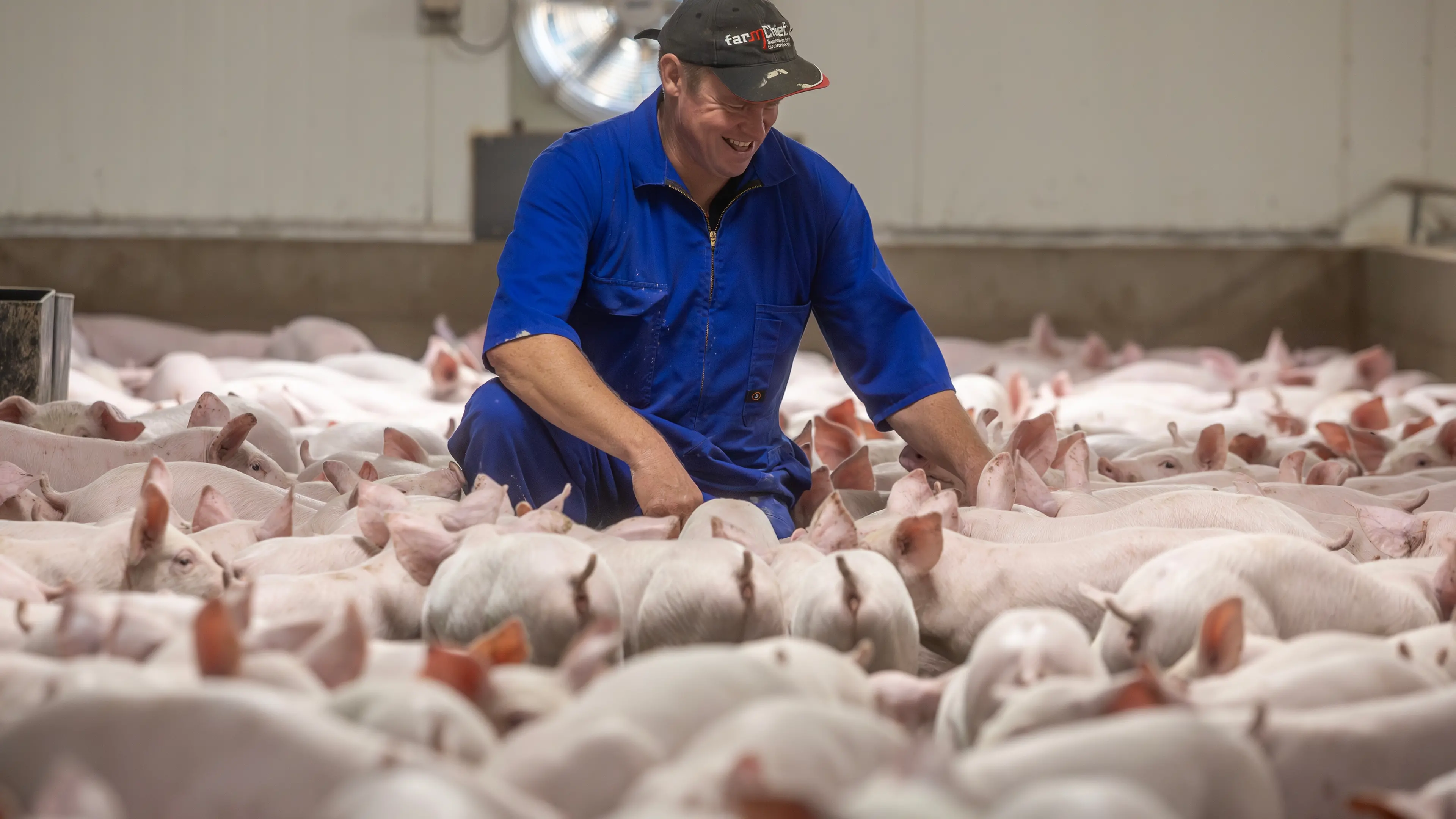 Power bill cut after Canterbury piggery adds large solar panel system to reduce reliance on national grid